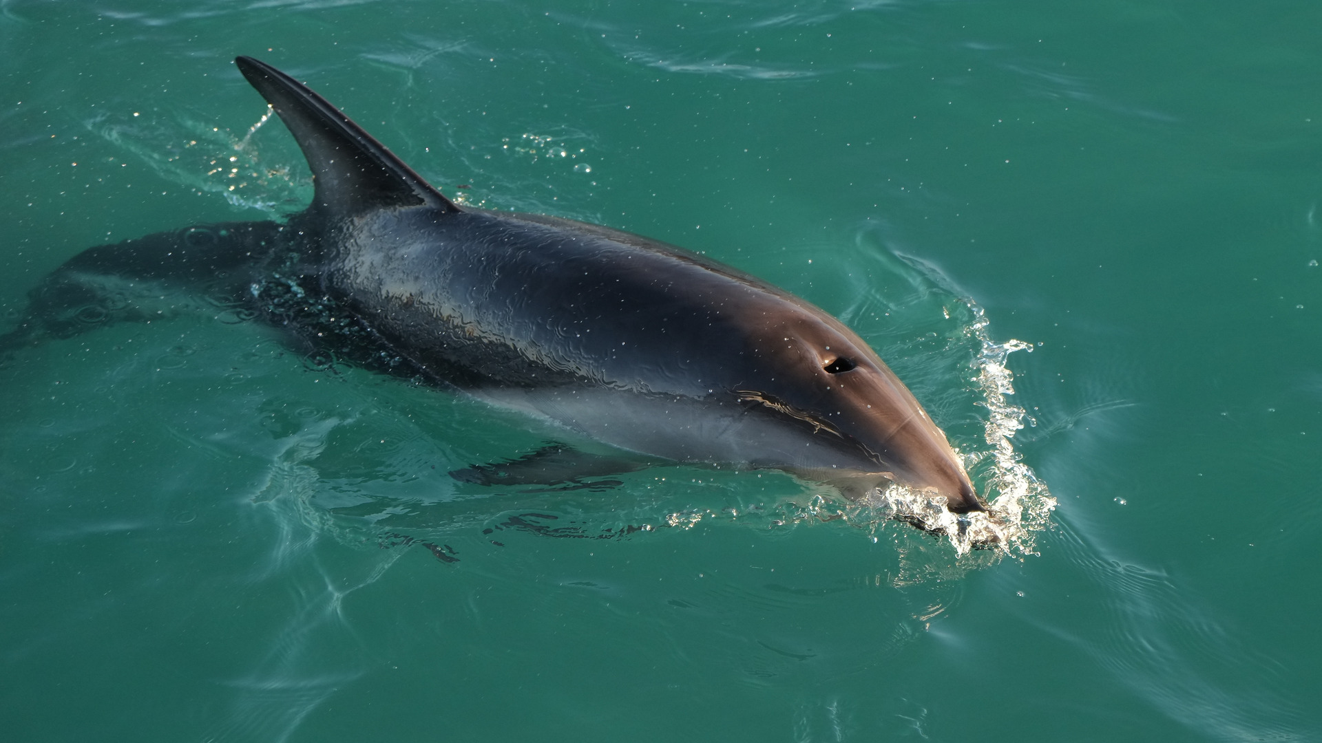 100-year-old mystery of dolphin-style vortex rings solved by NYU scientists