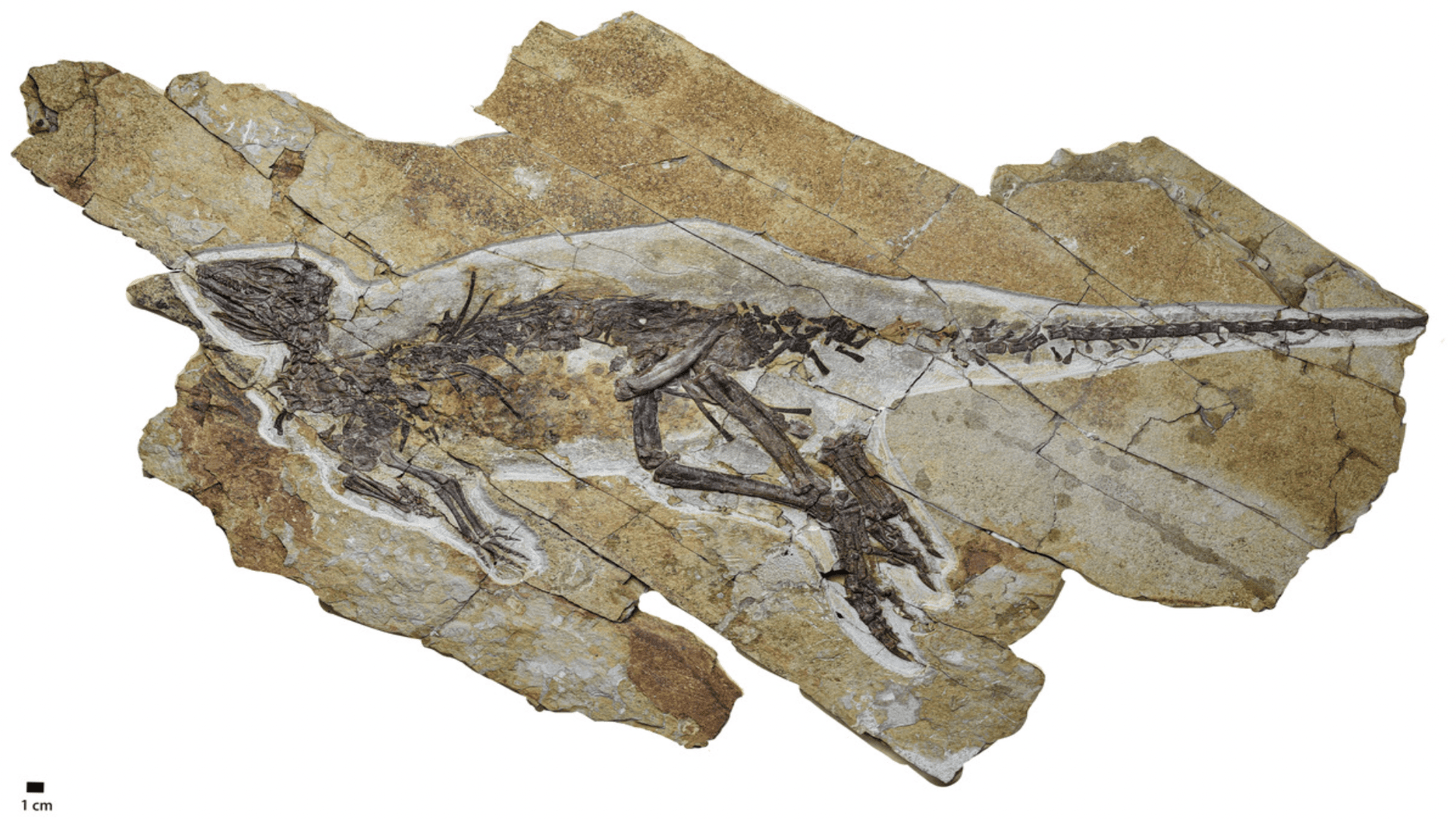 28-inch Jurassic Tweety? Tiny dinosaur chirped like a bird 163 million years ago