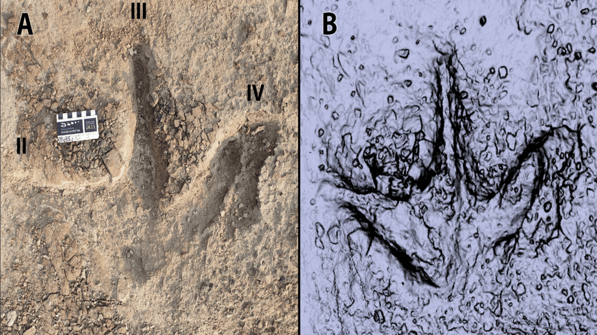 76 million-year-old dinosaur tracks reveal first evidence of multispecies herding