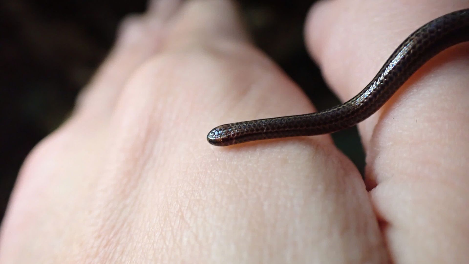 Coin-sized reptile: World’s smallest snake rediscovered after 20-year disappearance