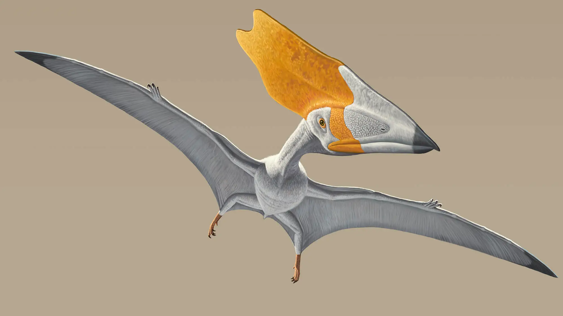 Dinosaur-era flying reptile’s fossil reveals first direct evidence of plant diet
