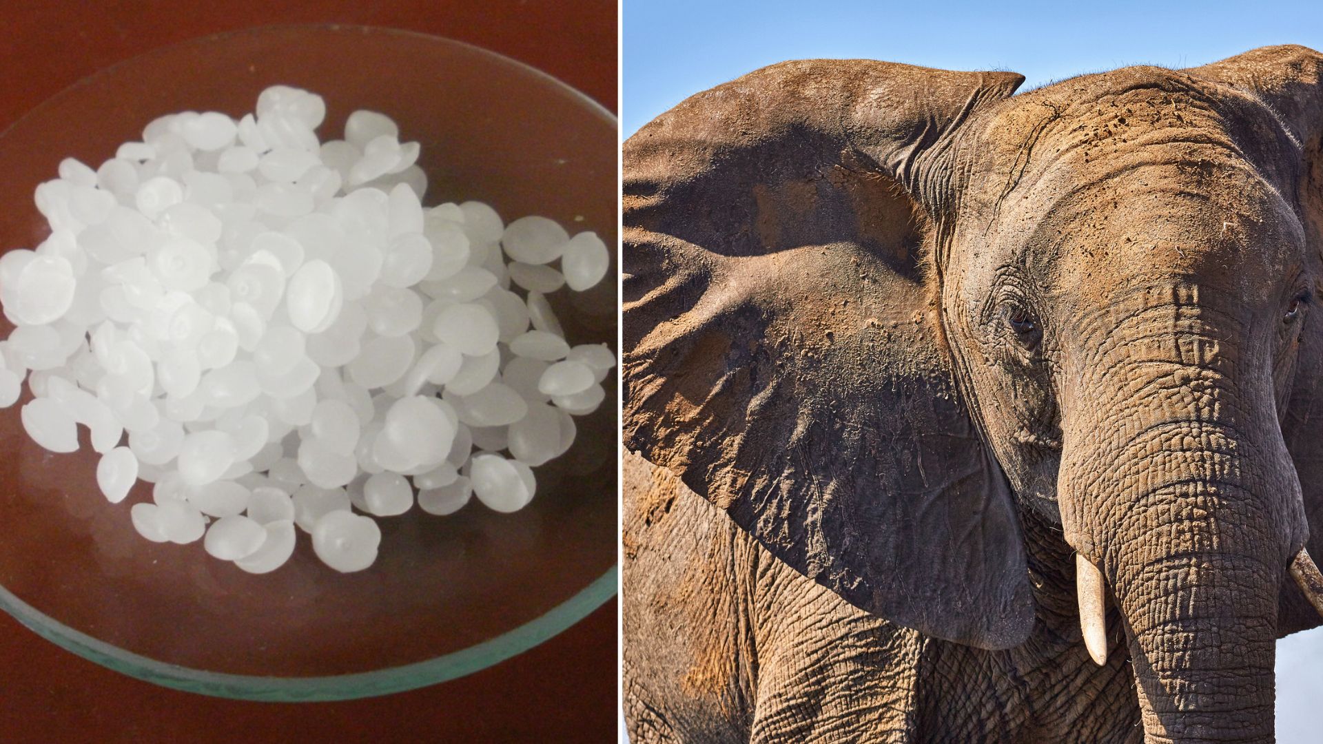Elephant ear-inspired cement could help buildings stay cooler and save energy