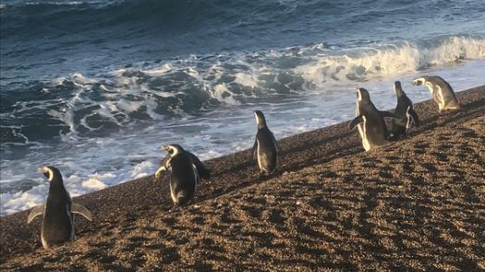 Magellanic penguins master ocean current ‘cheat codes’ to reach land with less effort