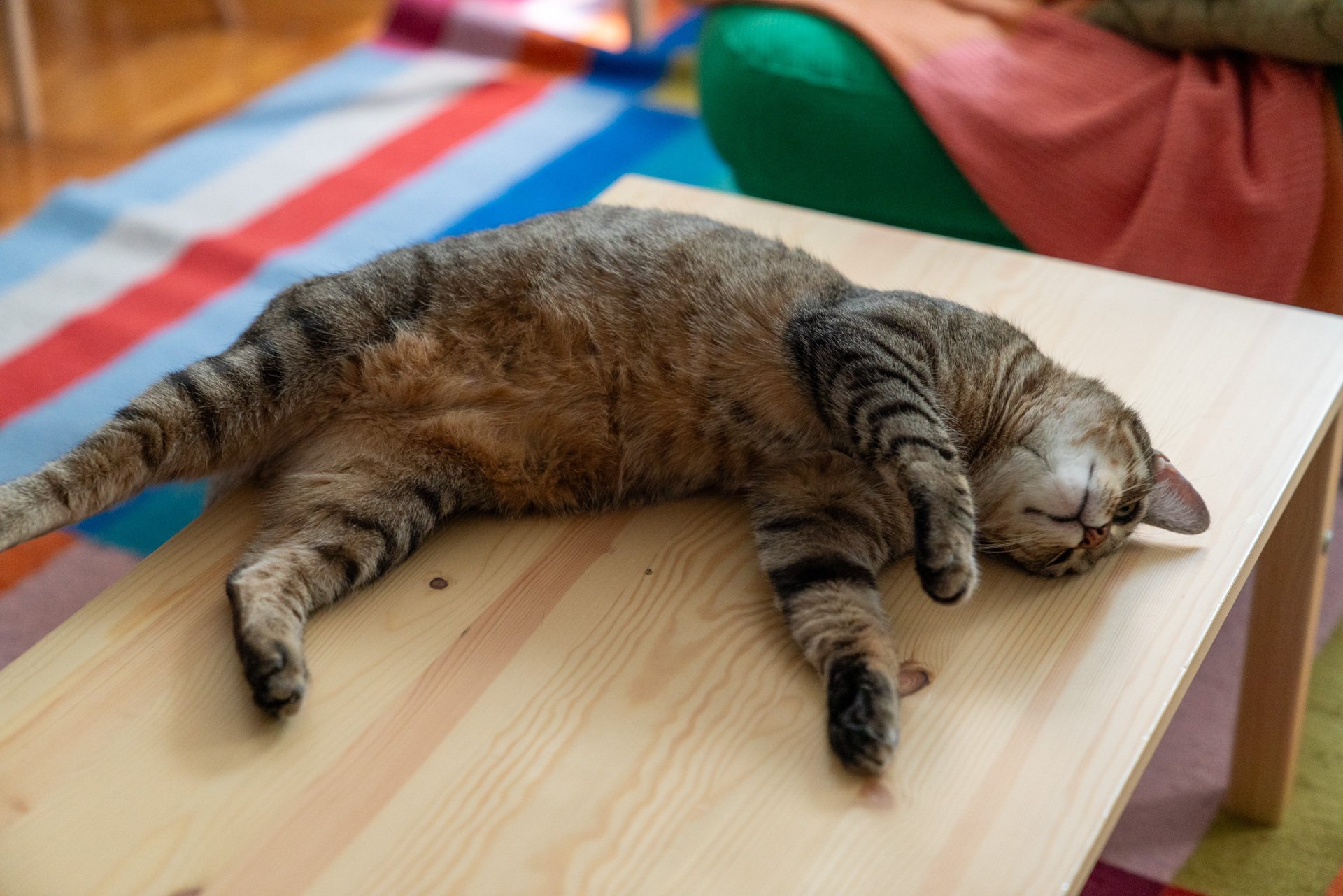 Most Cats Sleep on Their Left Side, and Scientists Think They Know Why