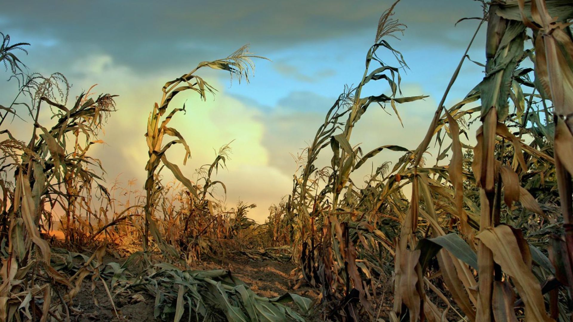 Nuclear winter could decimate 87% of global corn, trigger catastrophic global famine: Study