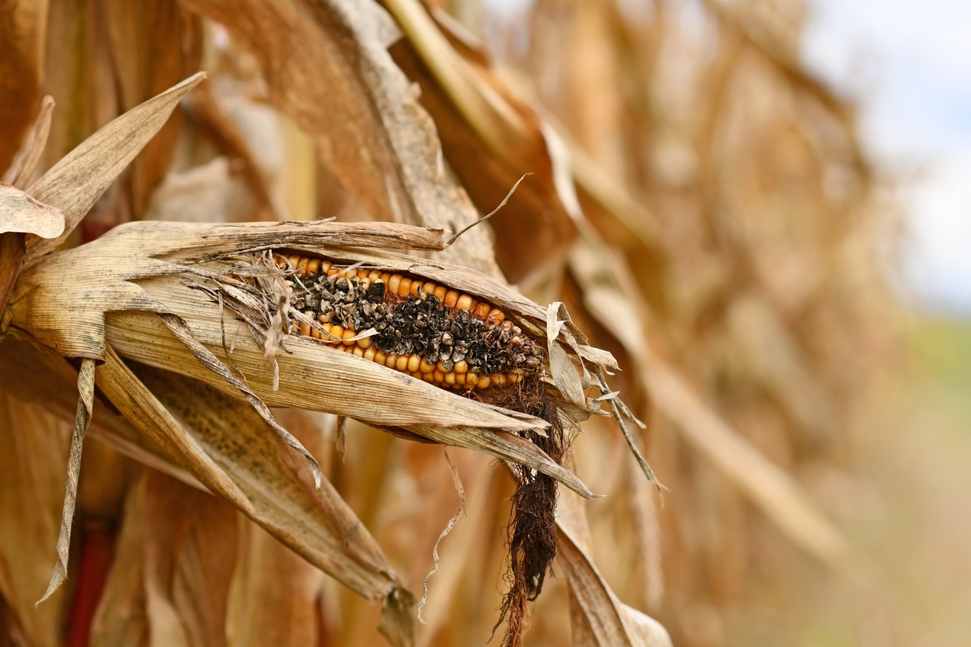 Nuclear Winter Would Be Even Worse Than We Thought