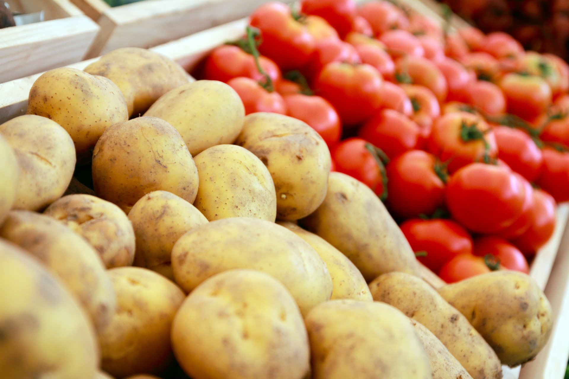 Potatoes Evolved From Tomatoes, Study Reveals