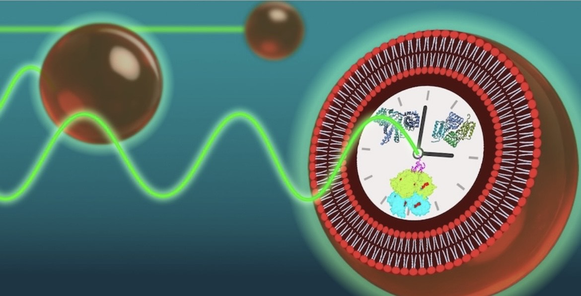 Scientists create glowing artificial cells that pulse to 24-hour biological clock