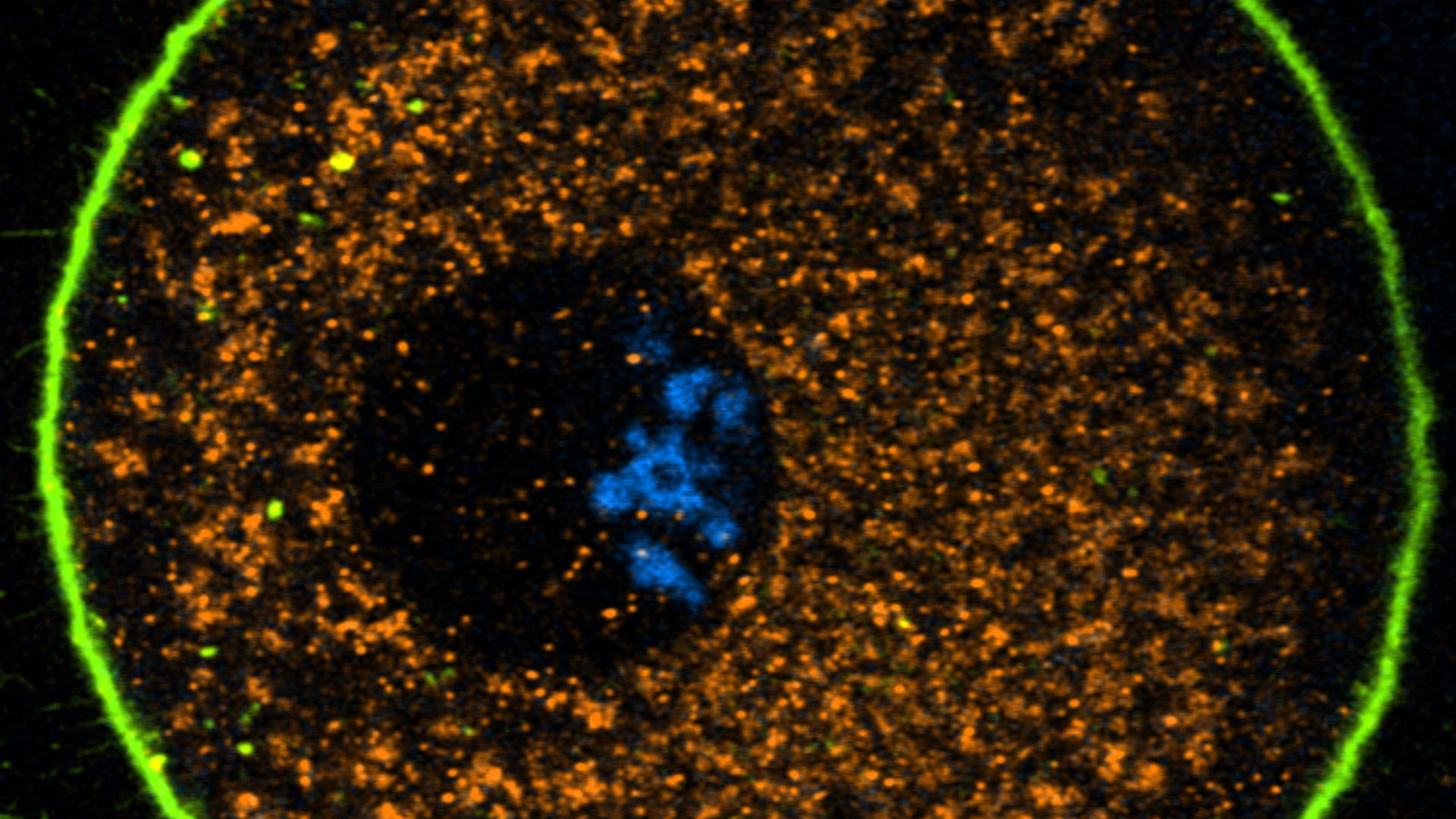 ‘Spring cleaning’ process unlocks human eggs’ mystery for decades-long survival
