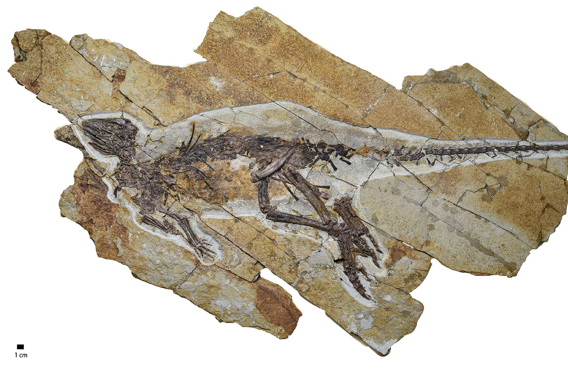 This Dinosaur Probably Chirped Like a Bird