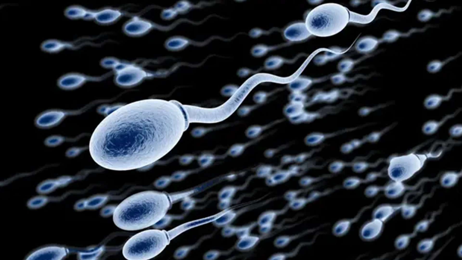 Tiny heads, big impact: What sperm morphology tells us about fertility