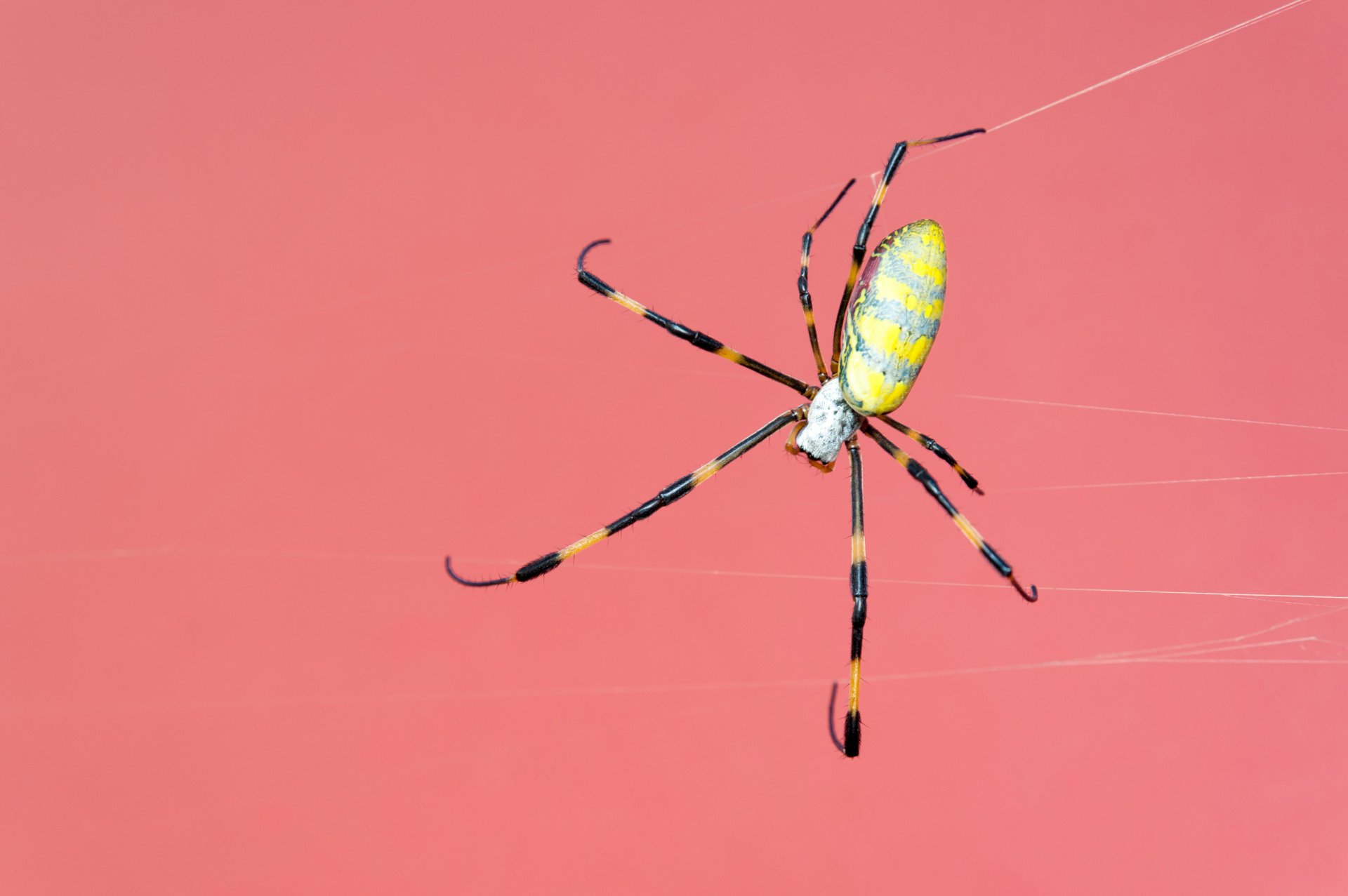 We Might Have Been Wrong About Where Spiders Came From