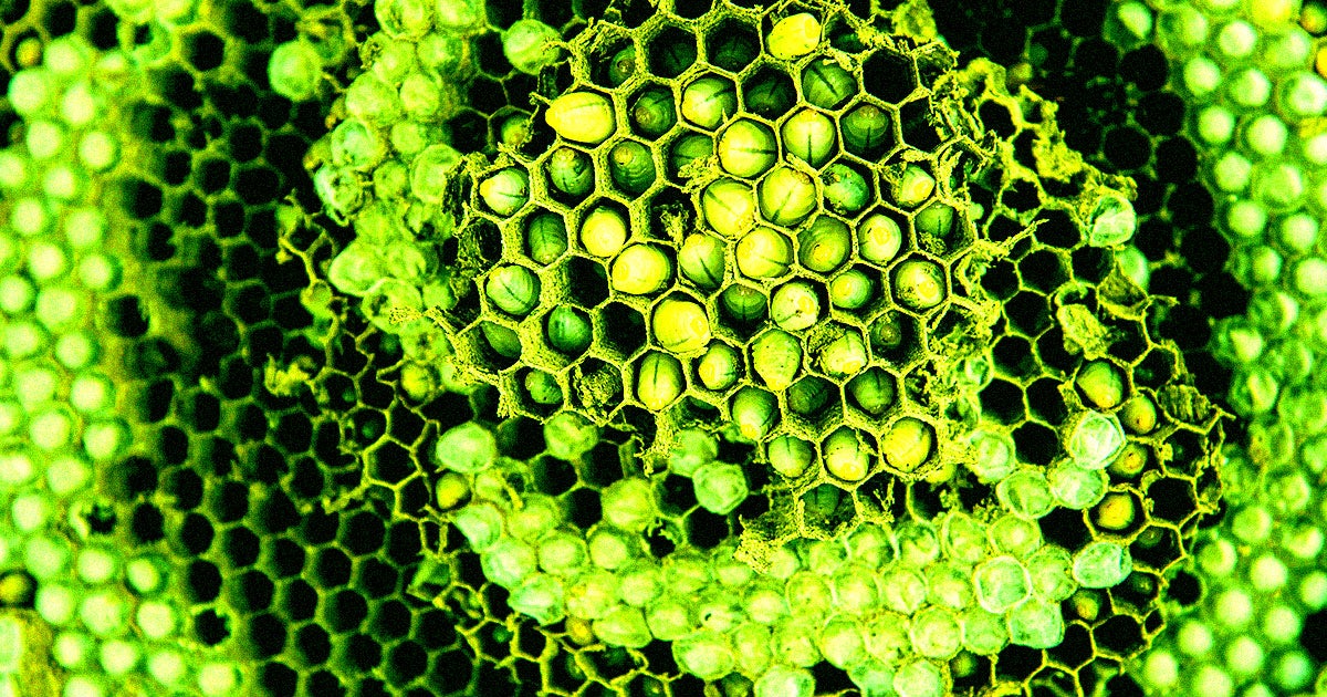 Workers Find Radioactive Wasp Nest at Nuclear Facility, But the Wasps Are Missing