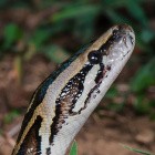 Würgeschlangen: Roboter-Hasen sollen Floridas Python-Plage stoppen