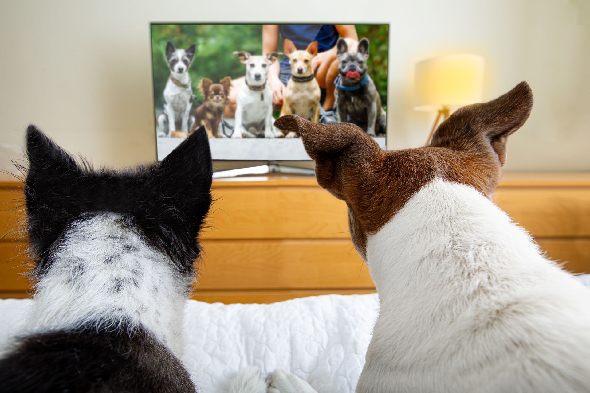 Your Pooch’s Personality Influences How They Watch TV