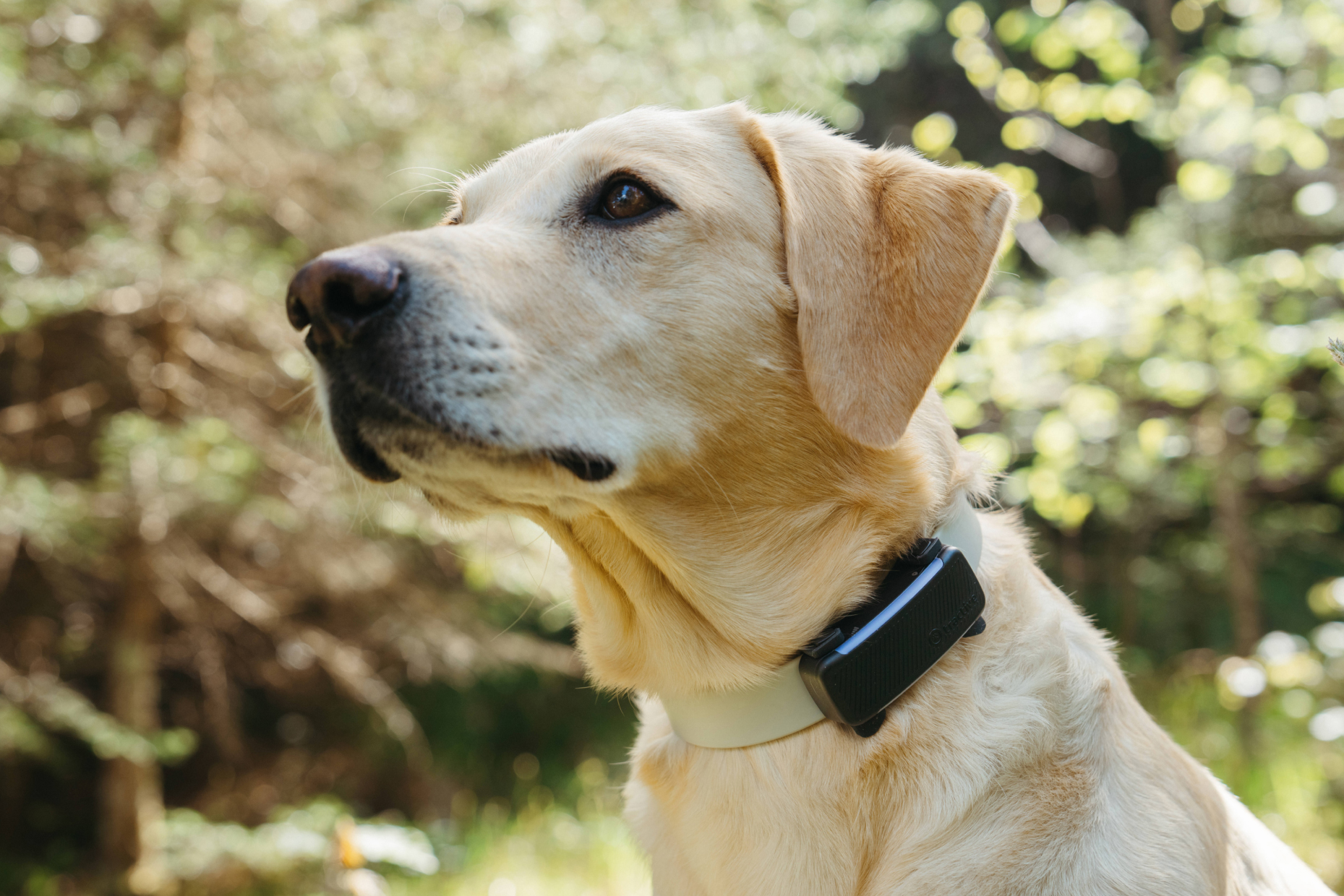 Your Whistle pet tracker will stop working next month