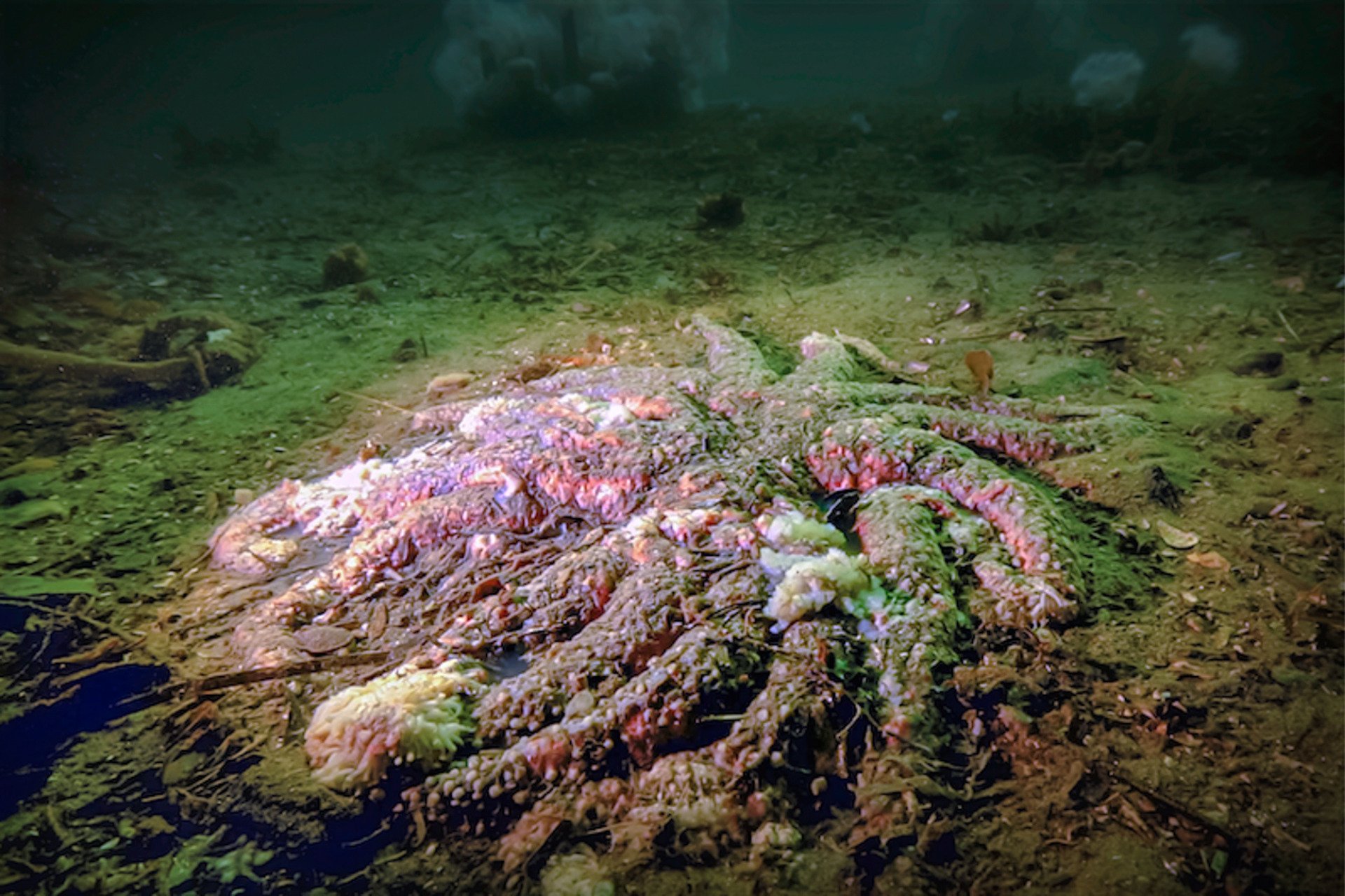 A Mystery Killer Wiped Out Billions of Sea Stars. Biologists Just Solved the Case.