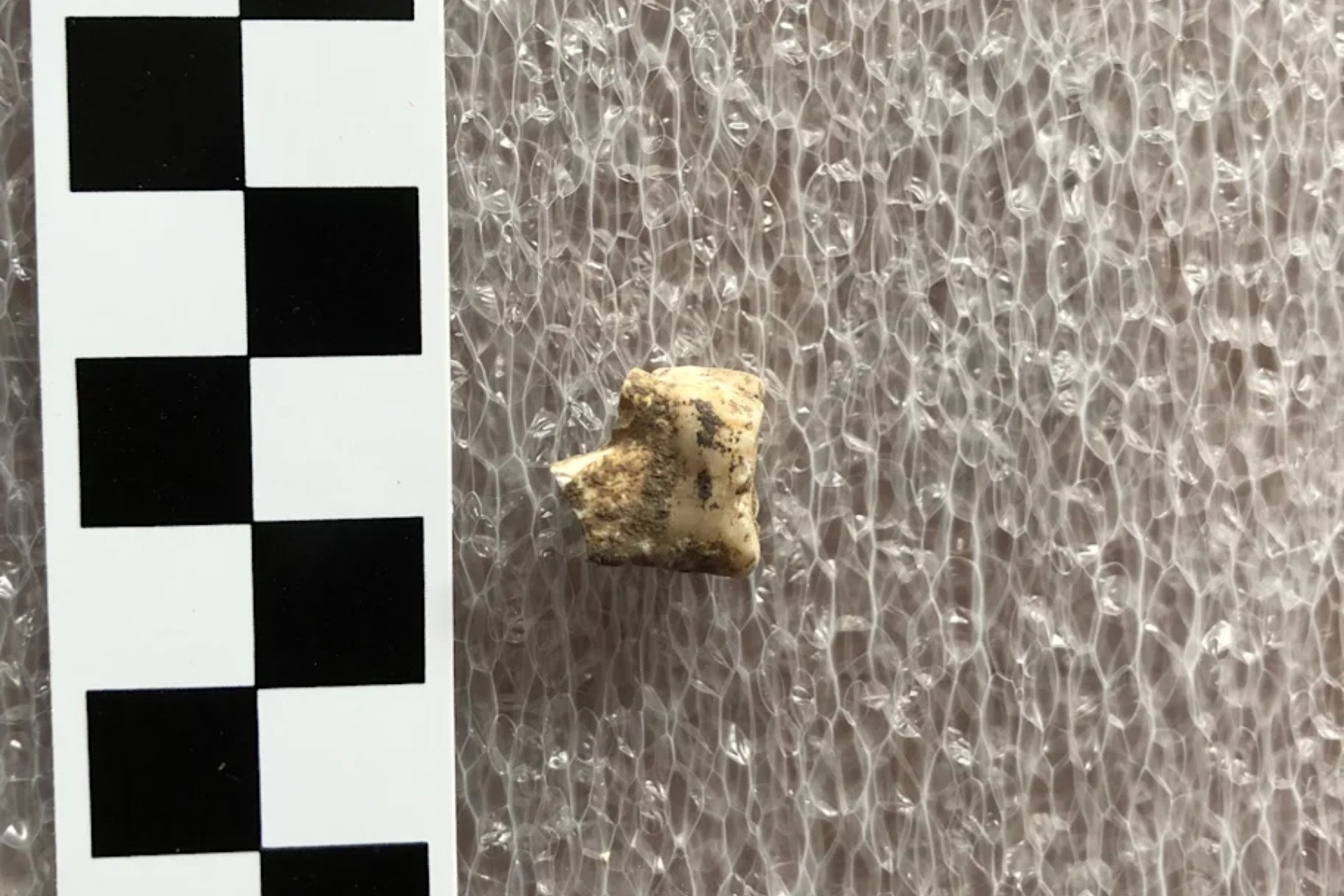 Bronze Age Humans Got High on Psychoactive Betel Nuts
