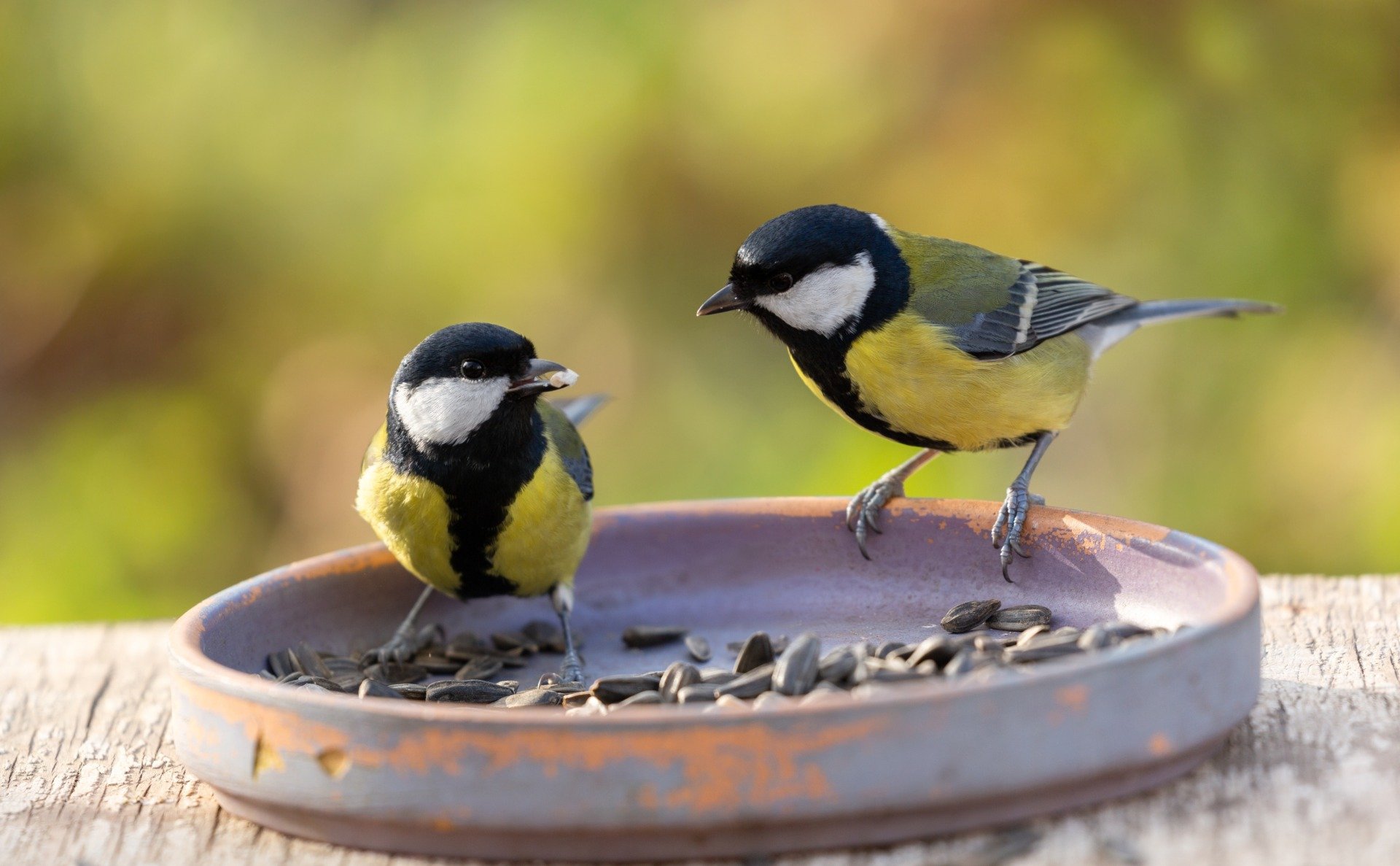 Great Tits Sometimes Break Up, Bird Researchers Find