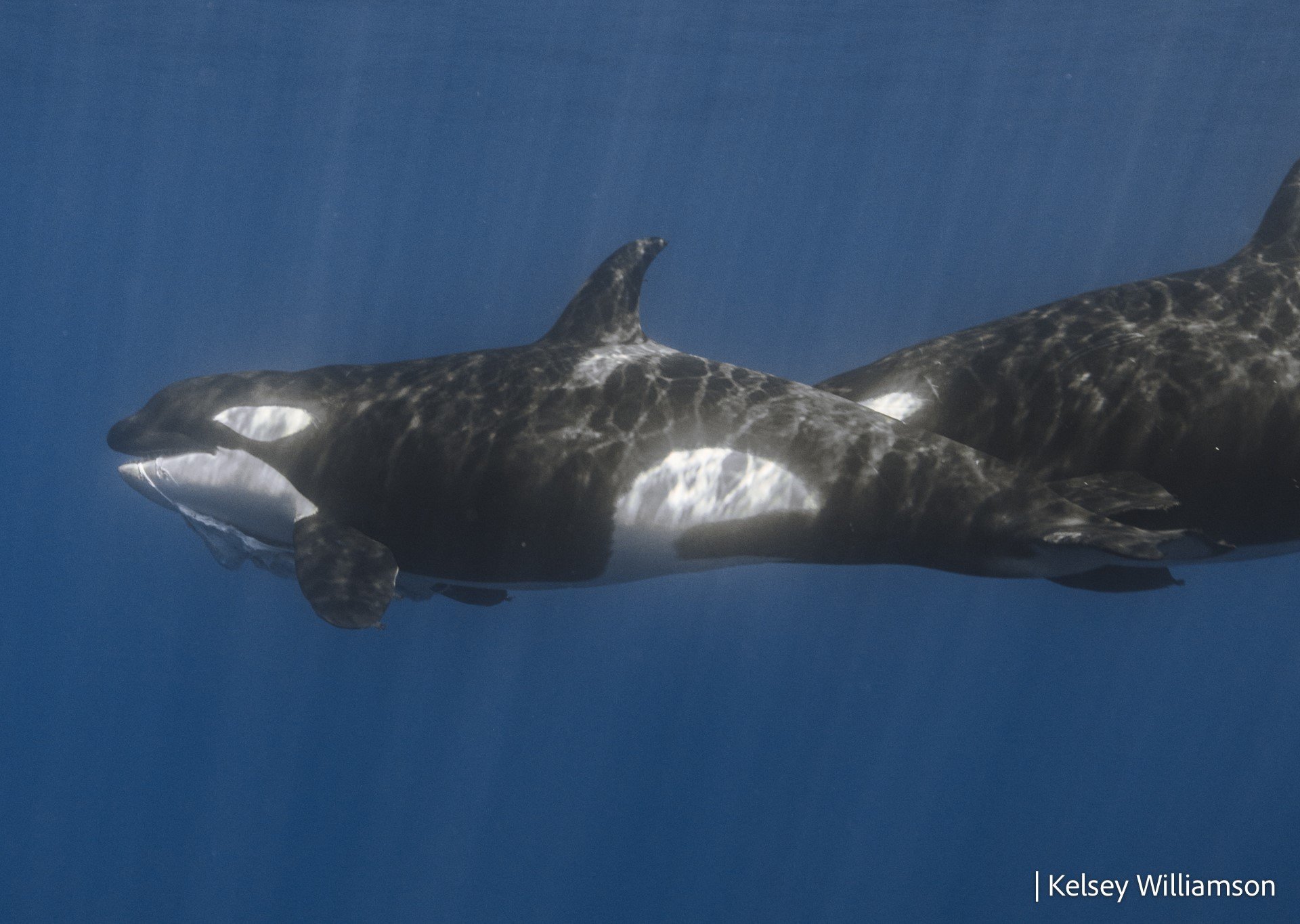 Orcas Pretend to Drown Each Other in Rare Training Session Caught on Camera