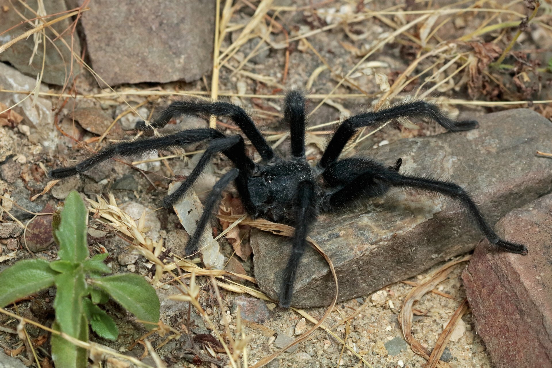 Record-Setting Tarantulas Boast Longest Sex Organs to Avoid Getting Eaten by Females