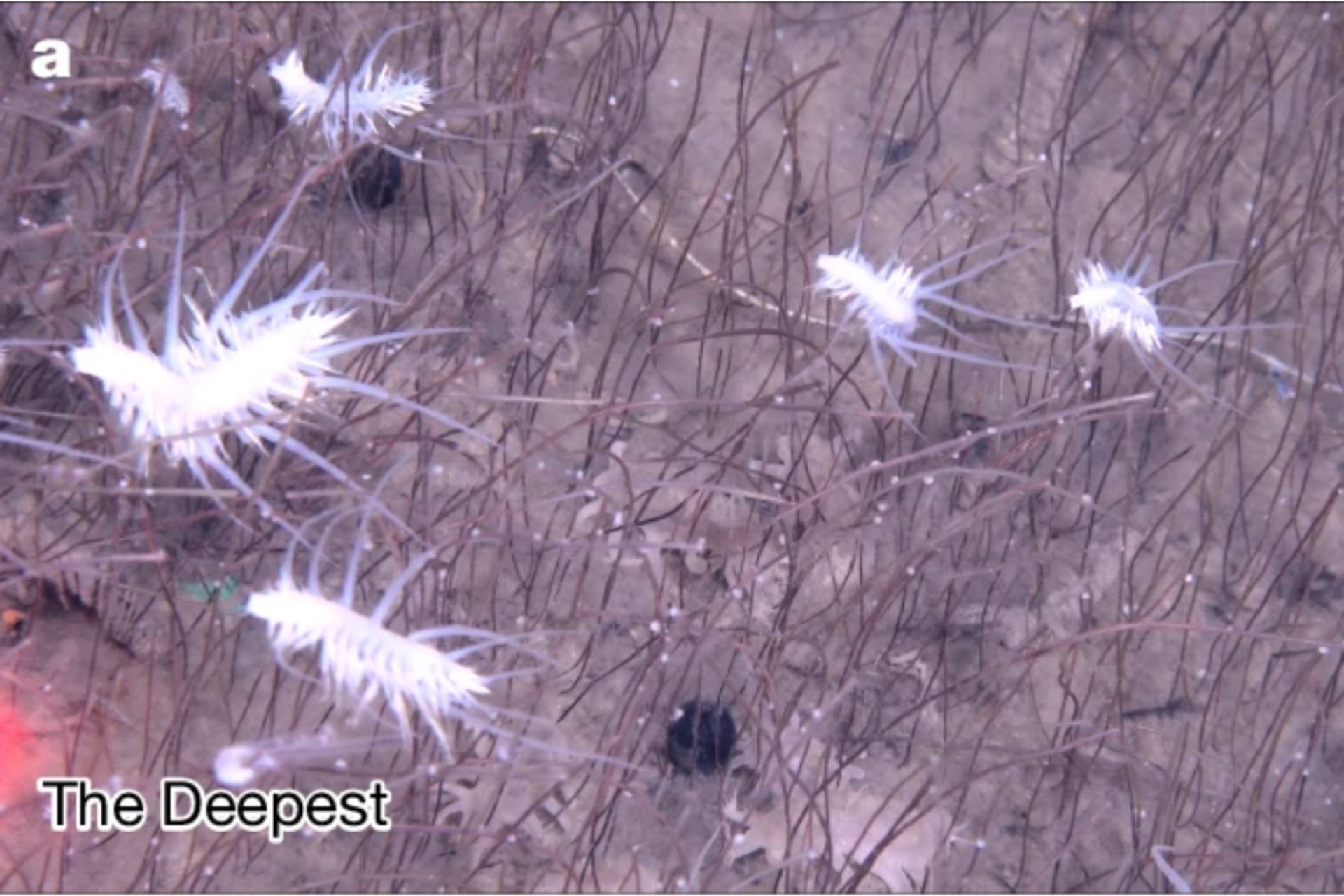Wild Video Captures Alien-Like Creatures Thriving in the Deepest Ocean Ecosystem