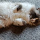 Wissenschaft: Forscher bitten um Katzenvideos