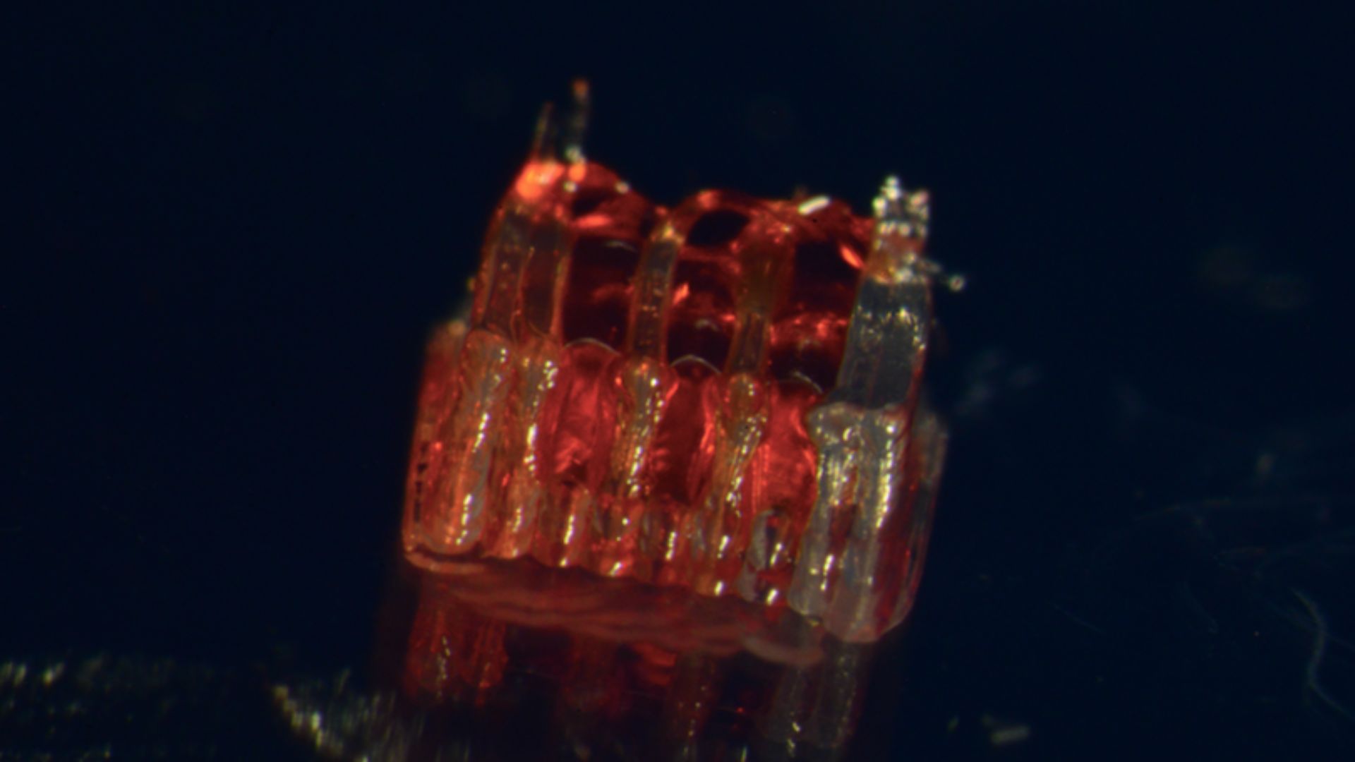 3D-printed scaffolds guide stem cells to repair damage from spinal cord injury