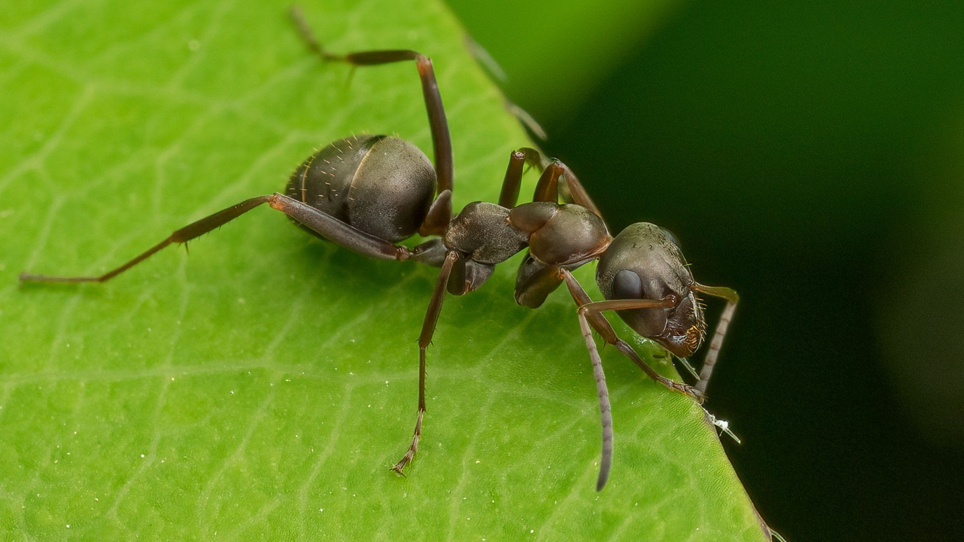 8-milligram marvel: Ant-inspired robot responds to heat, humidity and magnetism