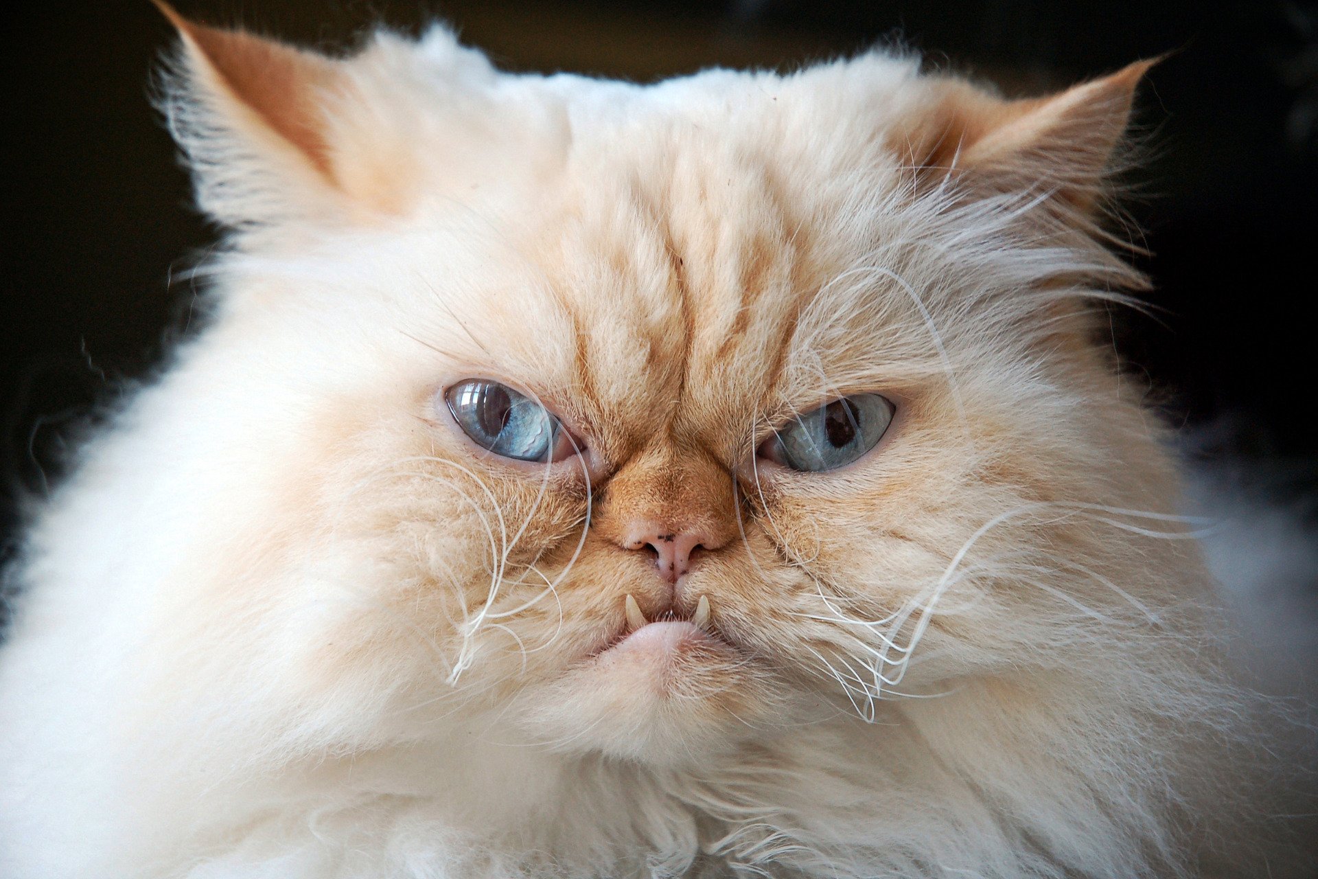 Another Cat Euthanized After Eating Raw Food Tainted With Bird Flu