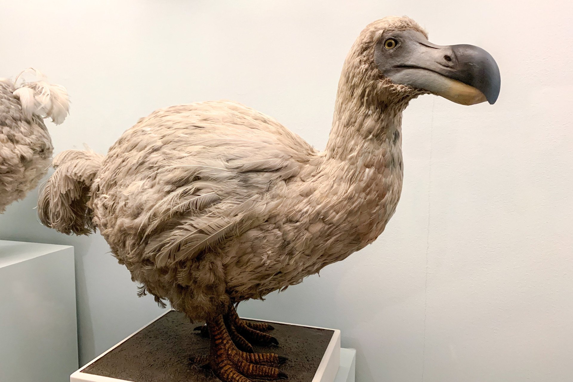 Biotech Startup Claims It’s Getting Closer to ‘Resurrecting’ the Extinct Dodo