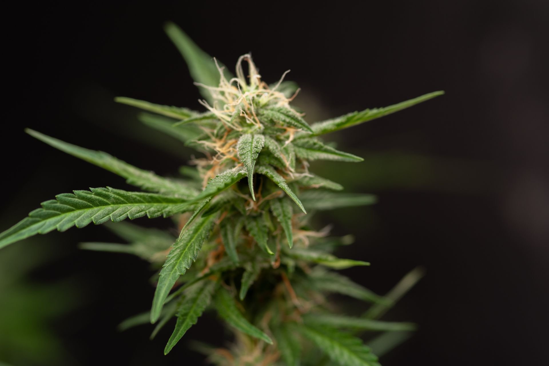 Cannabis Can Help Relieve Chronic Low Back Pain, Major Trial Finds