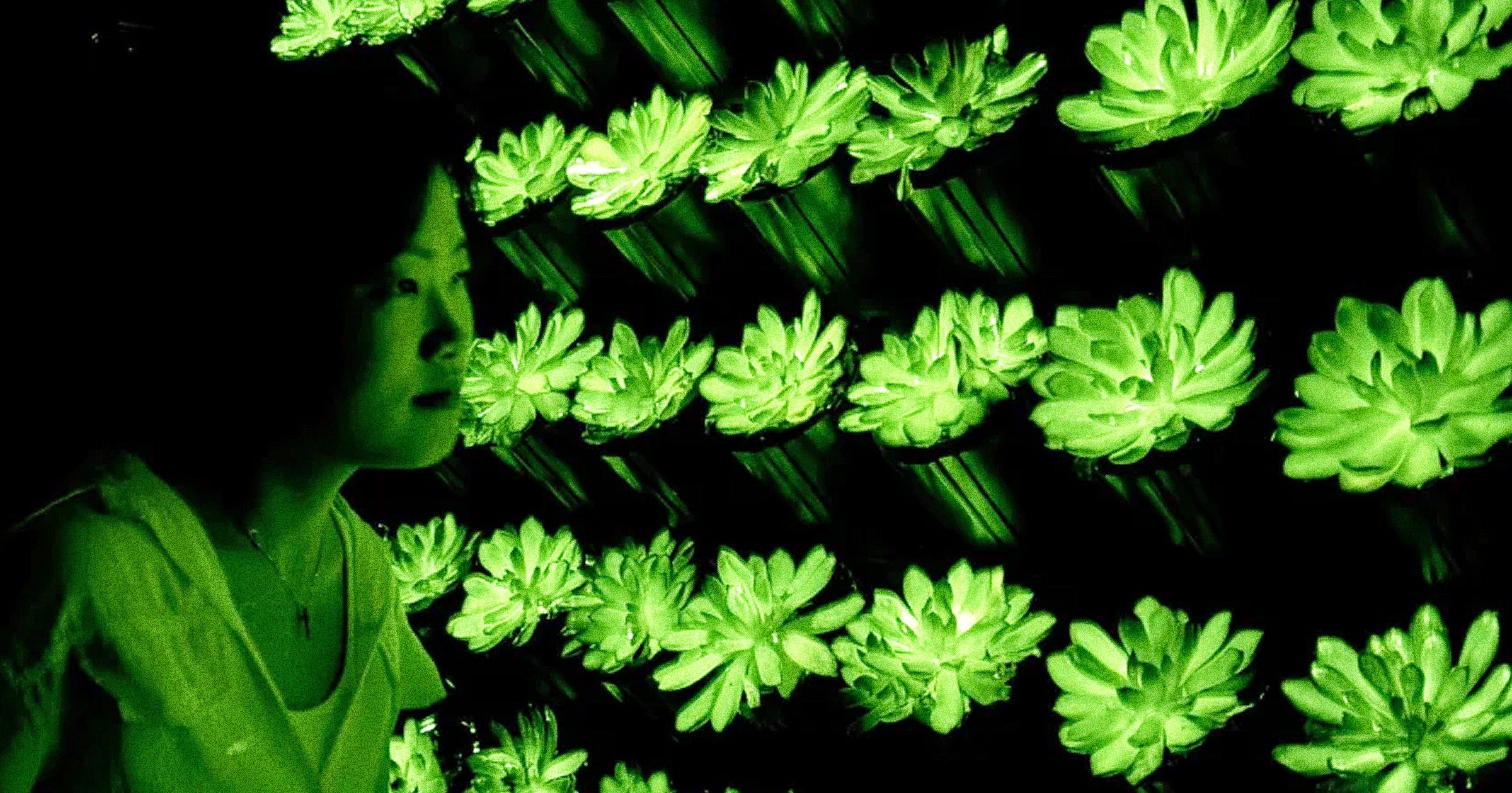 Chinese Scientists Create Bright, Multi-Colored Glowing Plants