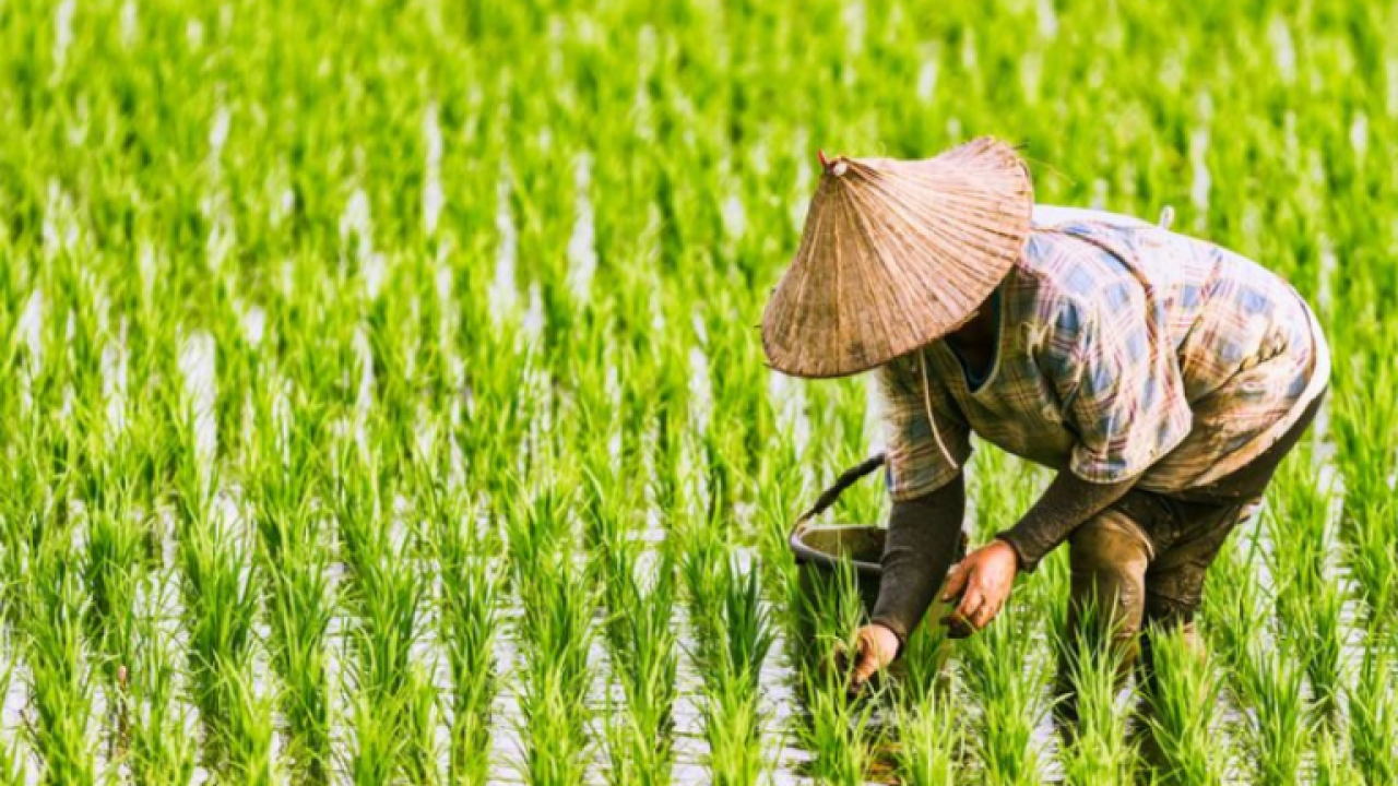 FinTech Turun ke Sawah: Angin Segar bagi Petani dan Masa Depan Pangan Indonesia