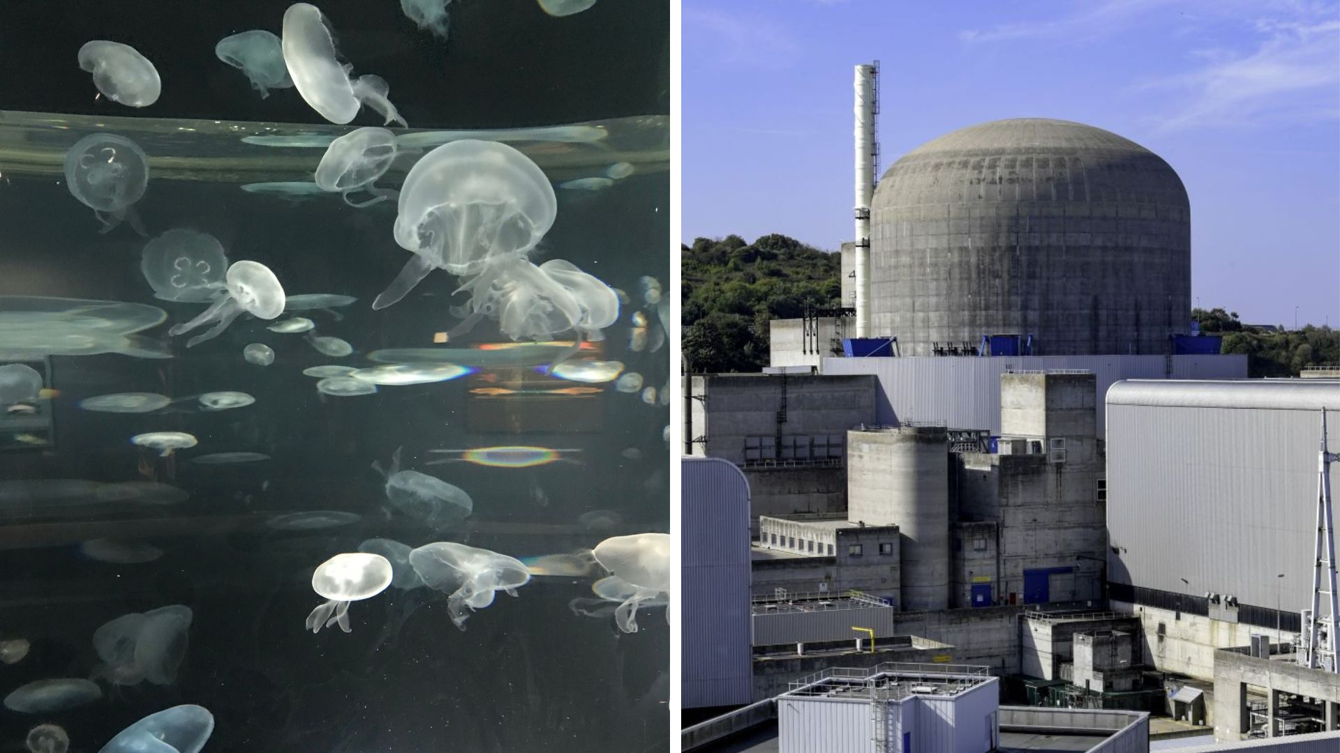 Jellyfish swarm strikes one of France’s largest nuclear plants twice in a month
