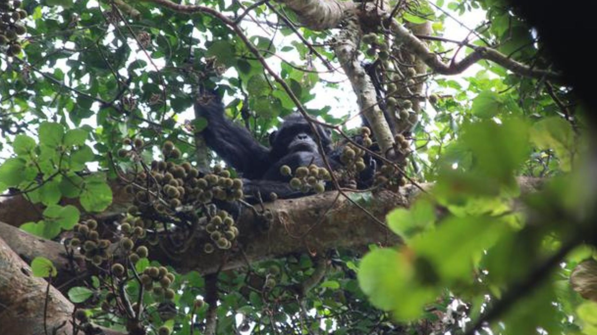 Party animals? Wild chimps hit their daily forest bar for alcohol-laced fruit