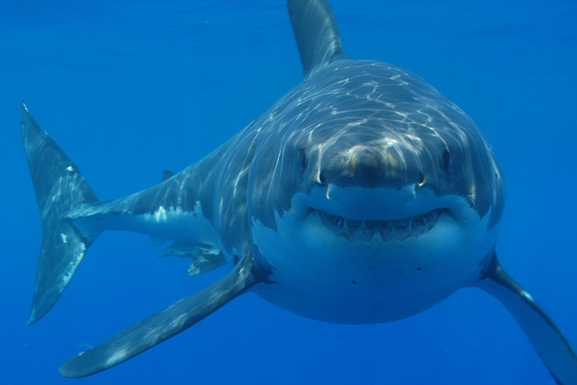Record-Breaking Great White Shark Spent the Summer Near Popular Beaches
