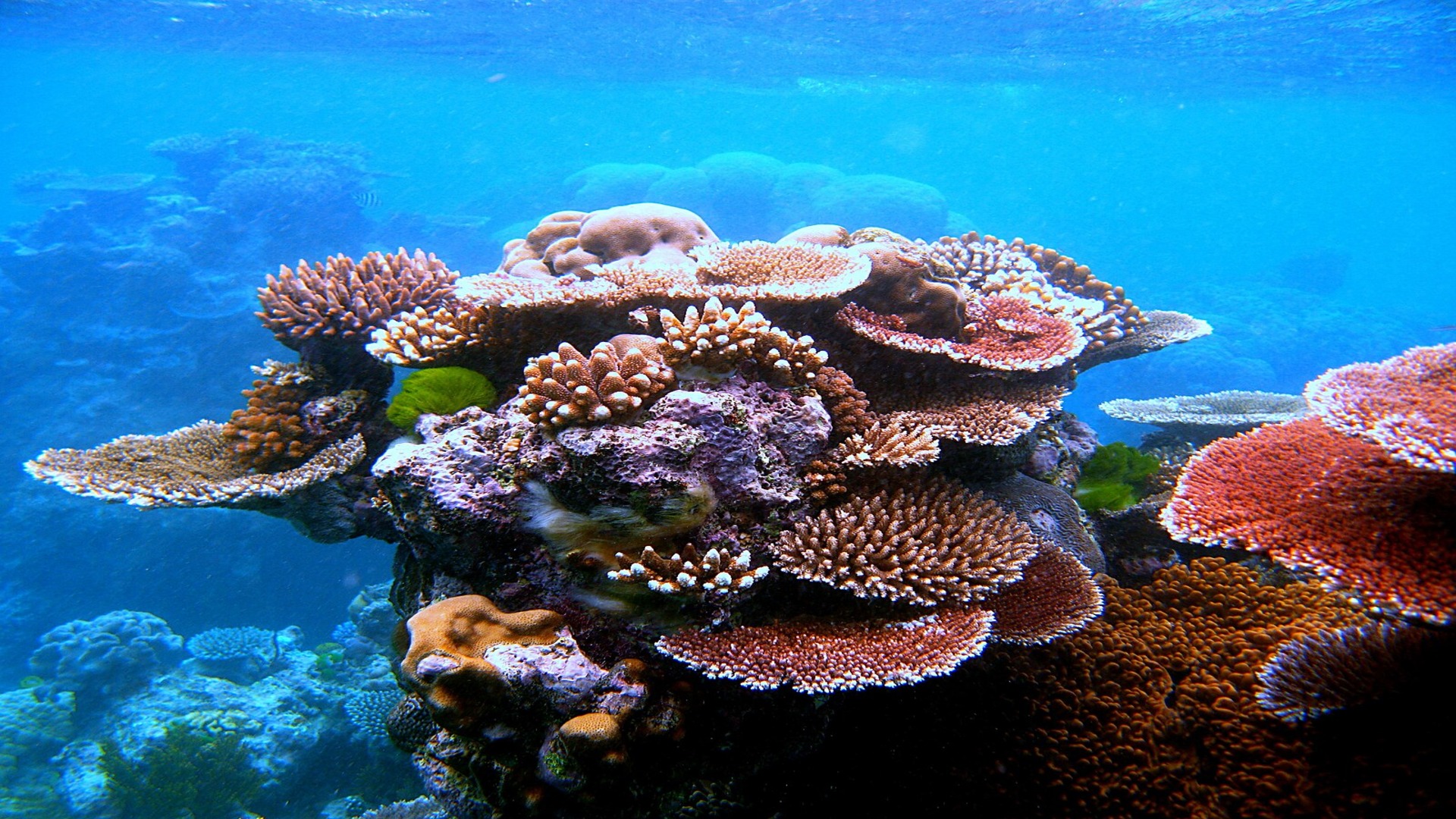 Reefs ‘see’ light without eyes, coral’s secret unlocked in new Japanese study