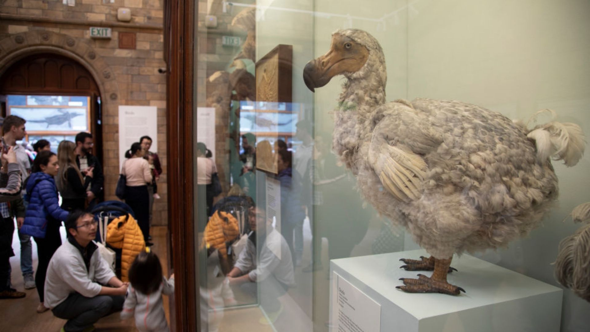 Scientists announce major breakthrough in attempts to bring back 300-year-old extinct bird