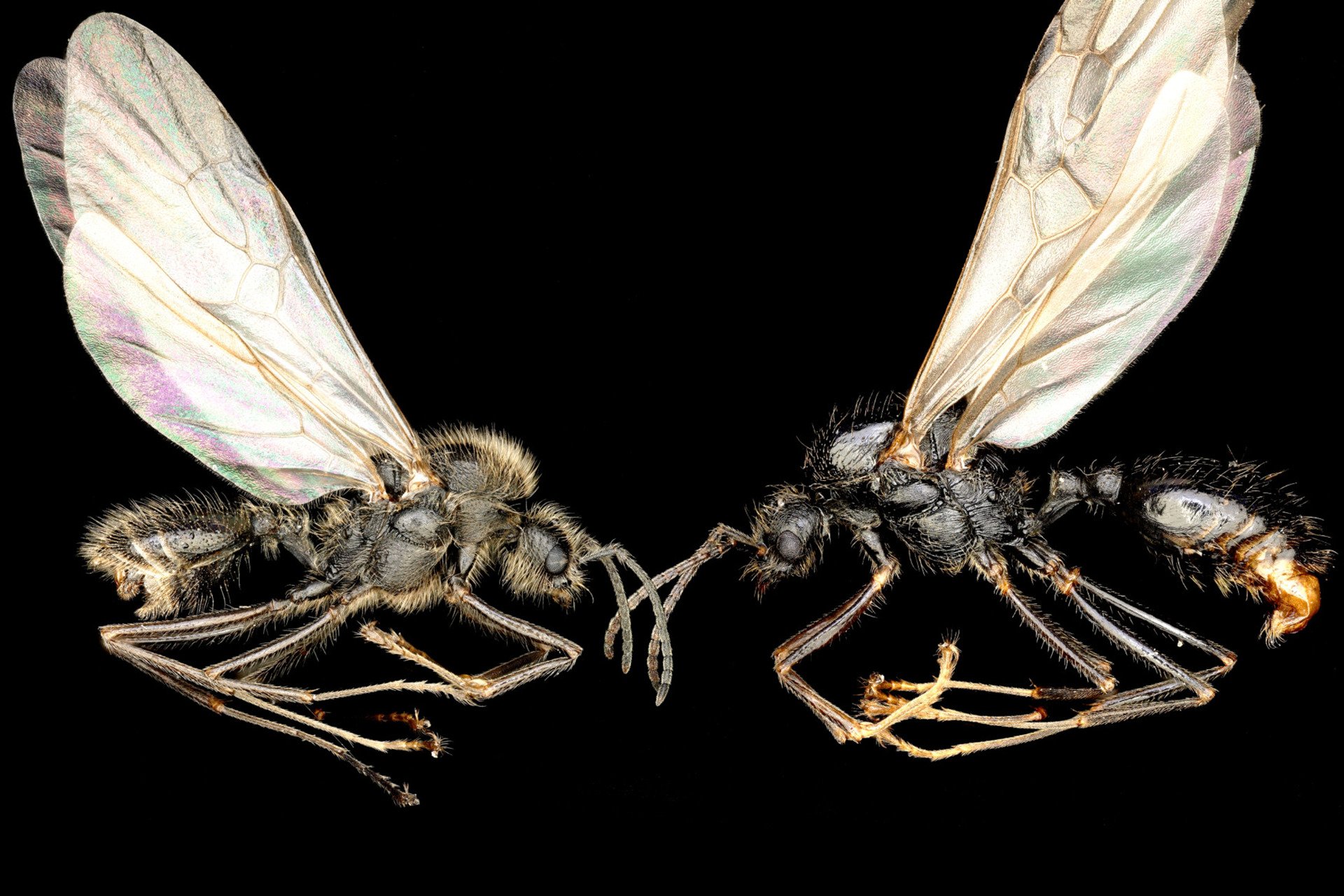 ‘Sexual Parasite’ Ant Queens Enslave Other Species to Create Cloned Hybrid Workers