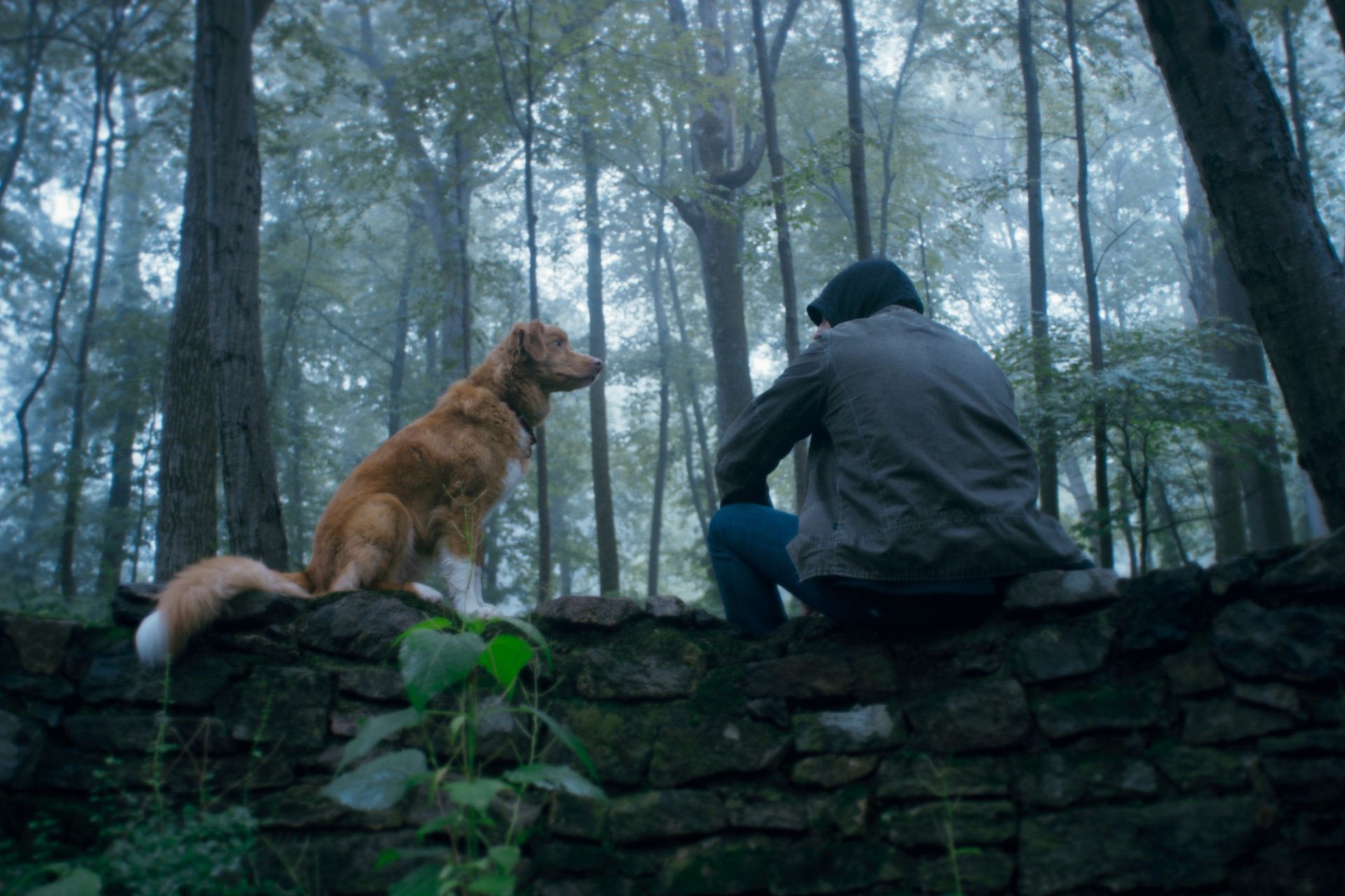 The New ‘Good Boy’ Trailer Puts the Dog in Dog Horror