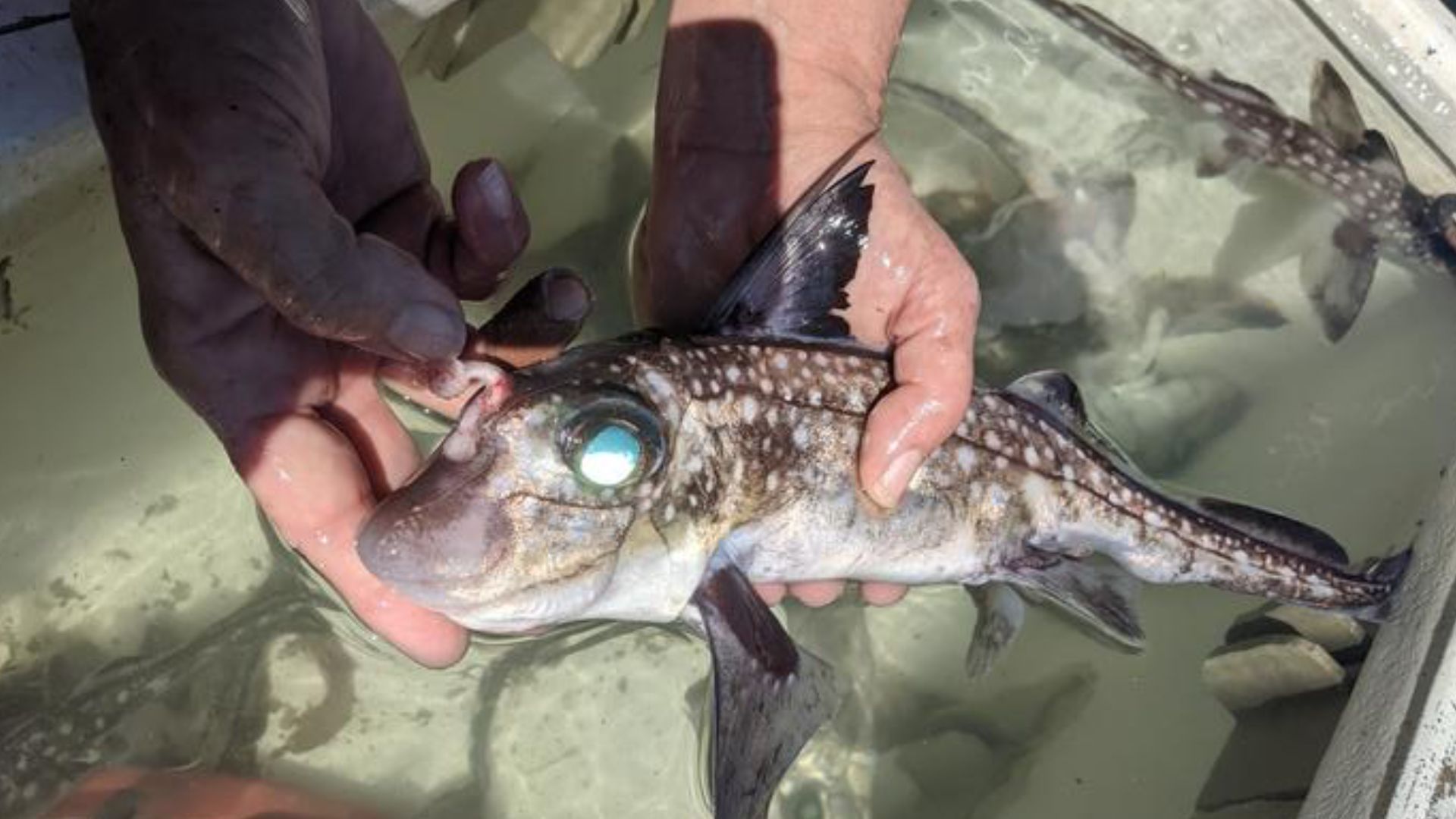 What the teeth? Male ghost sharks grow evolution’s weirdest mating tool