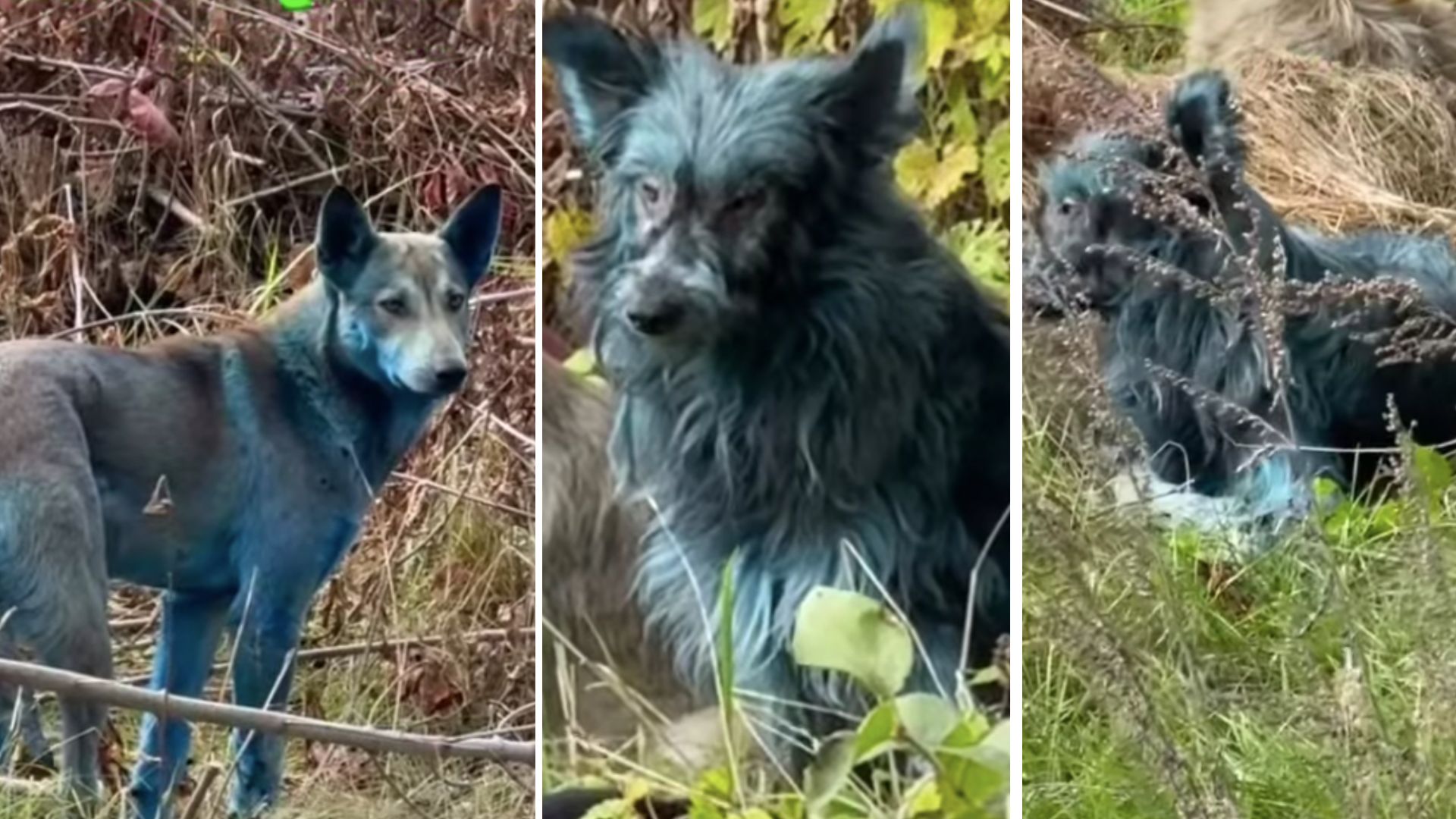 Blue dogs in Chernobyl: Animals with unnatural hue spotted at nuclear disaster site
