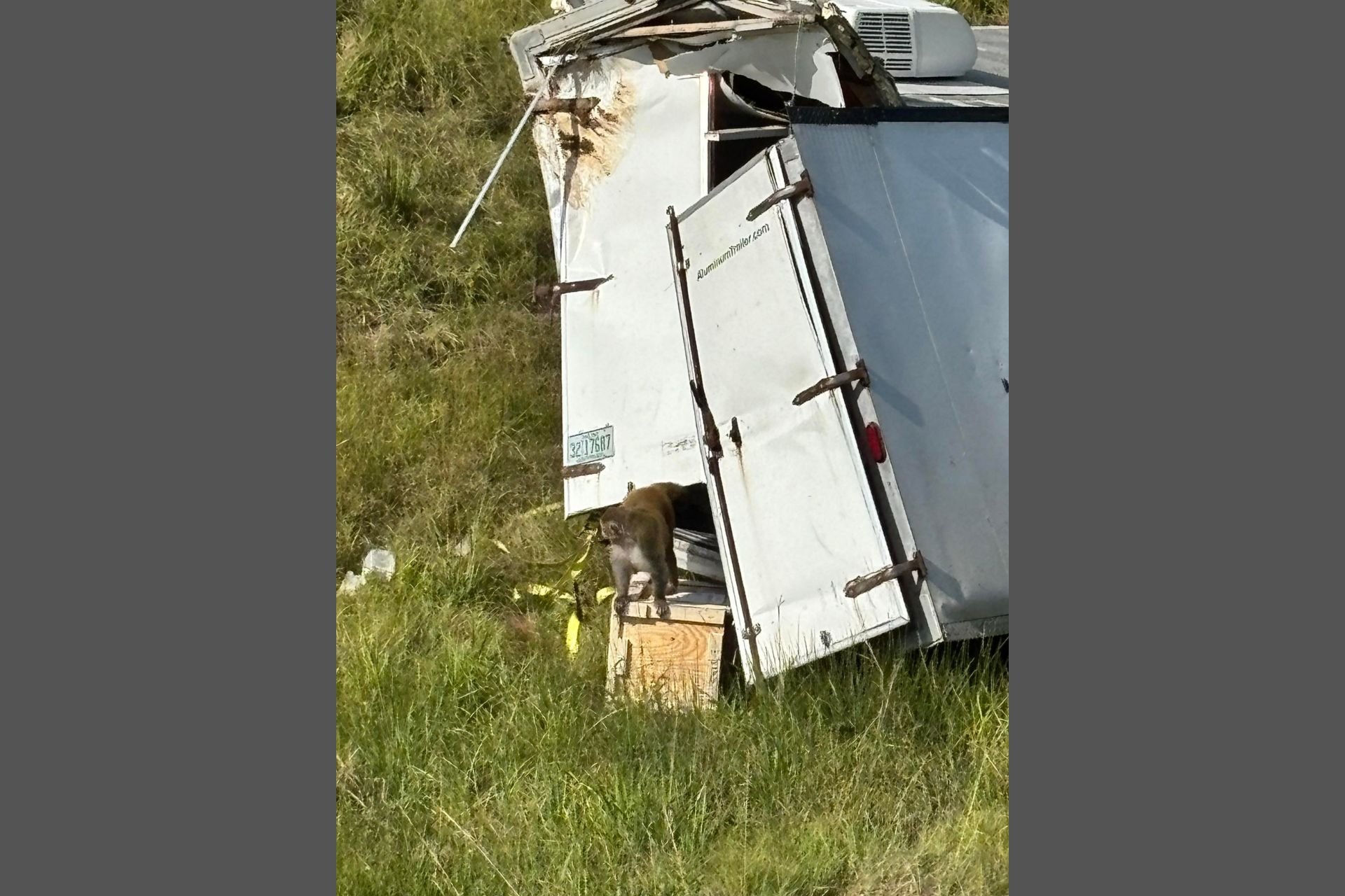 Confusion Abounds as ‘Aggressive’ Lab Monkeys in Mississippi Escape After Truck Crash
