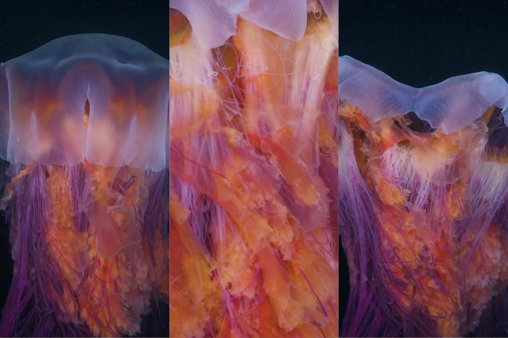 Diver Films World’s Largest Jellyfish Species at Night, and the Video Is Hypnotizing