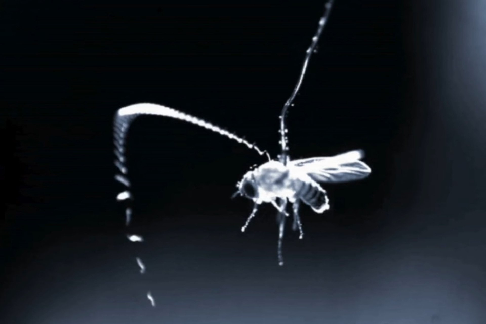 Flying Parasitic Worms Use This Superpower to Ambush Prey Midair