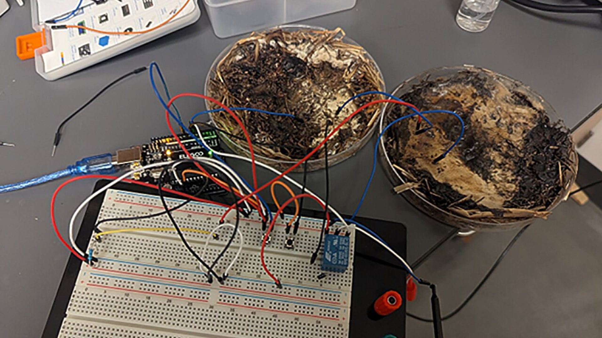 Fungi could replace silicon: Study shows mushrooms can store digital data