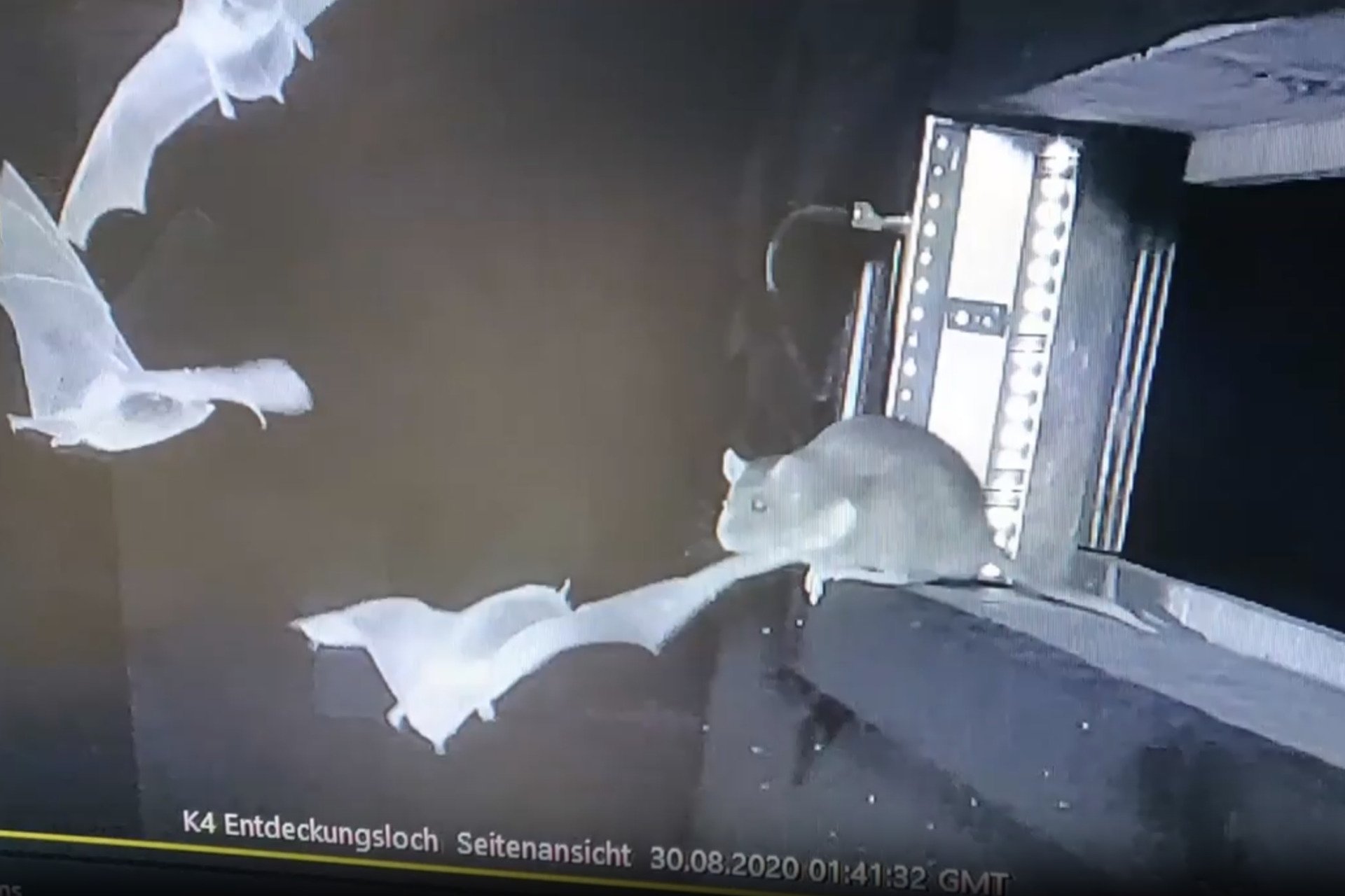 Horrifying Video Shows Rats Snatching Bats Midair, and Scientists Are Seriously Concerned