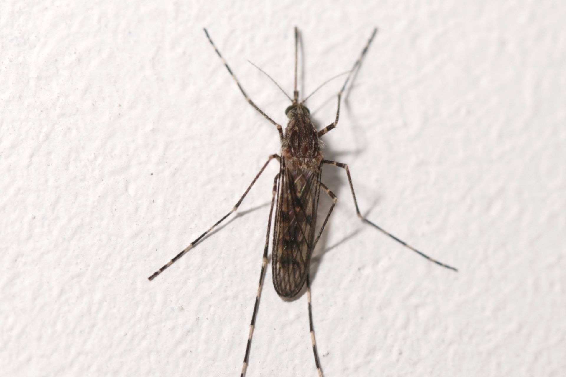Mosquitoes Have Been Found in Iceland for the First Time Ever