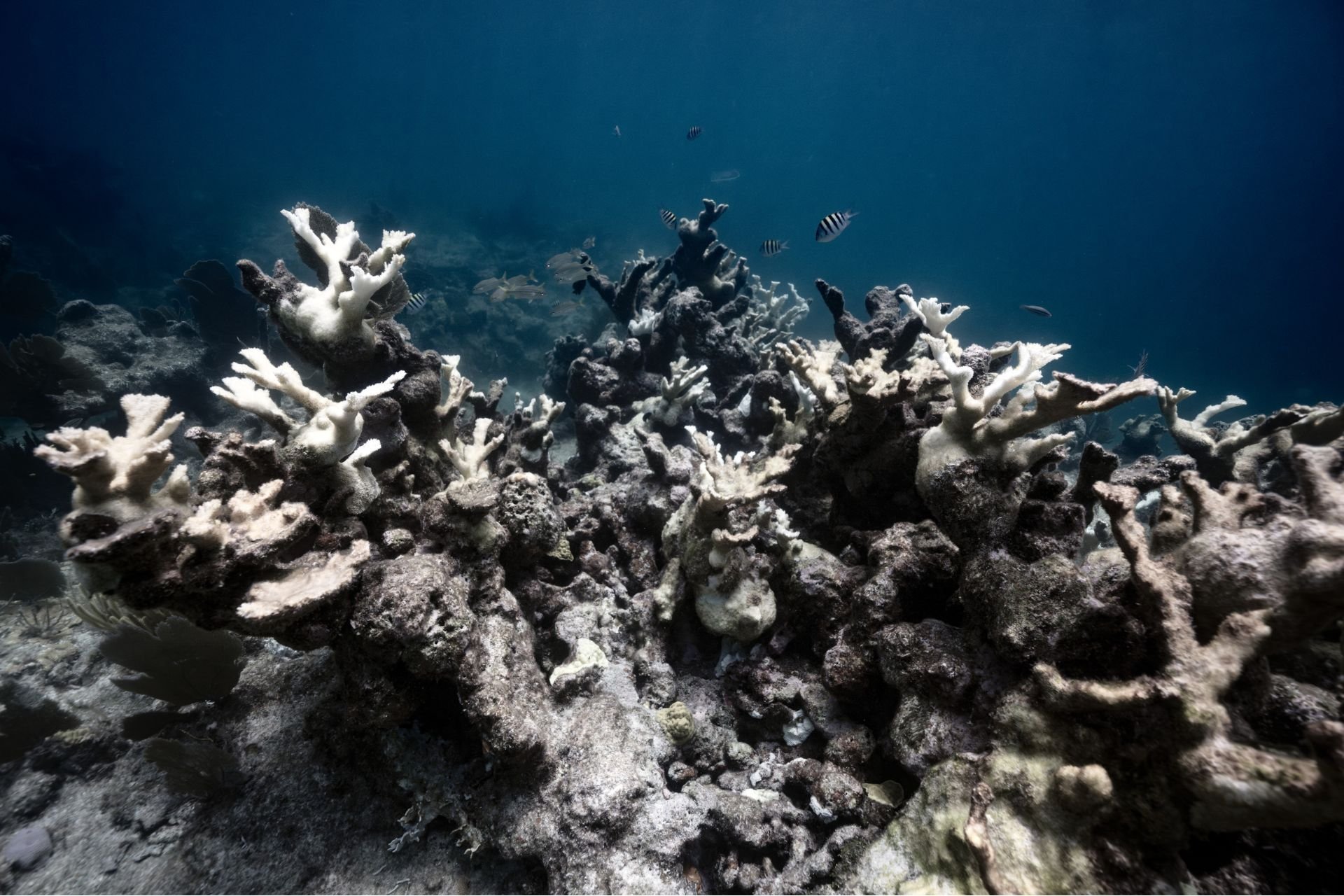 New Report Finds One of Earth’s Most Precious Ecosystems Has Already Crossed a Scary Climate Tipping Point